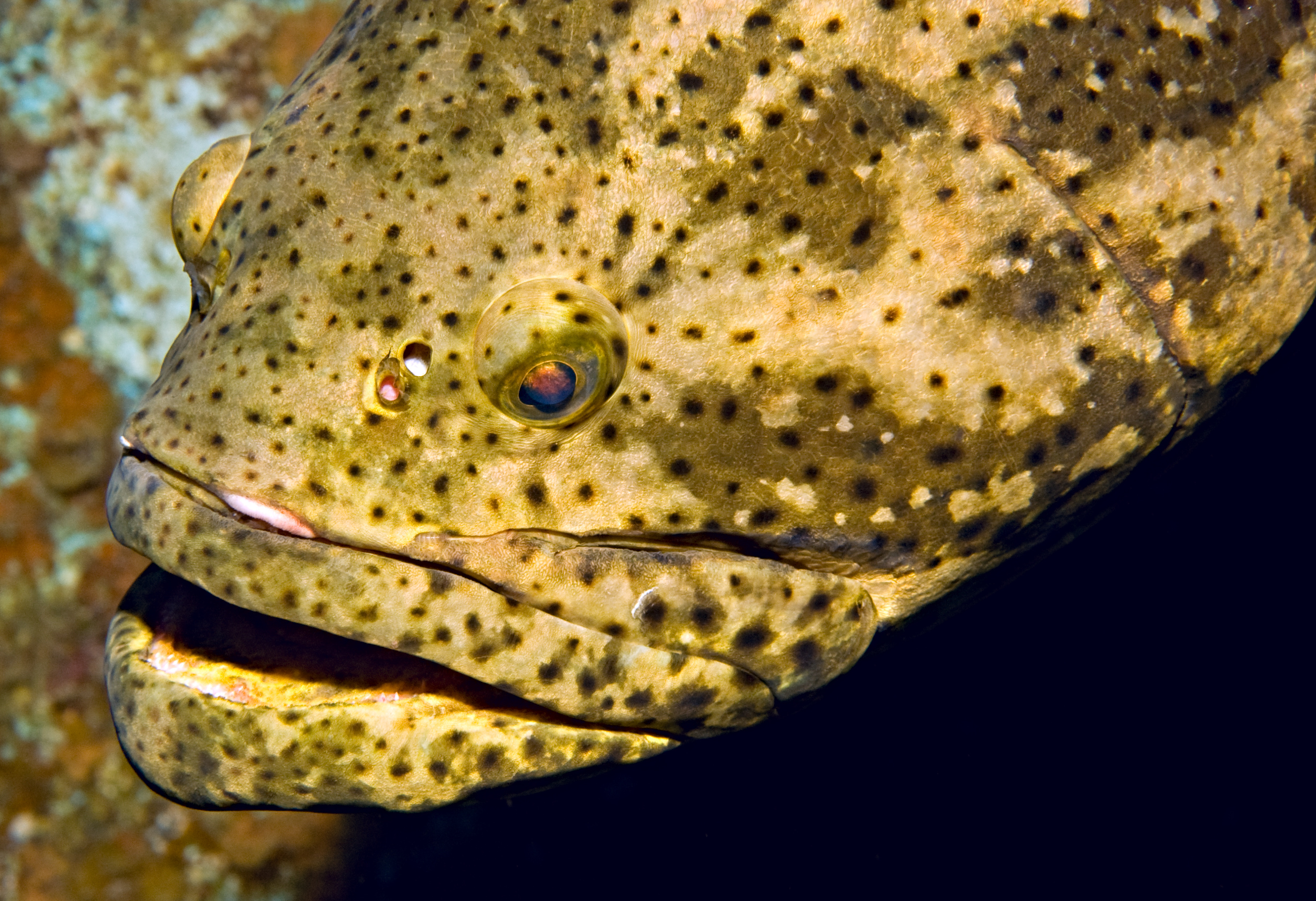 Large spotted jewfish with its mouth open swims alongside the wreckage of the HMS Looe in Big Pine Key, Florida