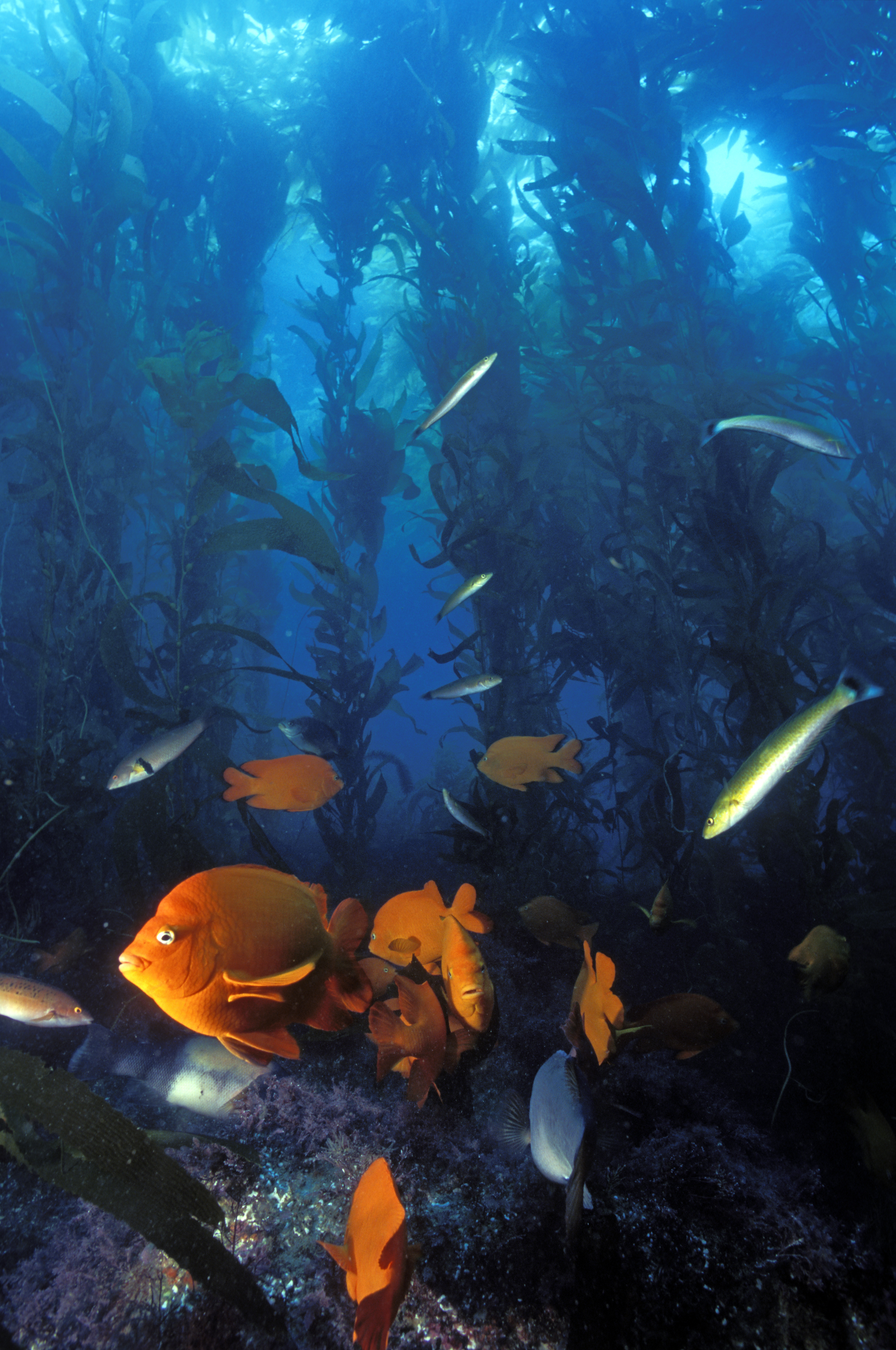 Vibrant kelp bed filled with orange garibaldis awaits divers at El Refugio Beach in California
