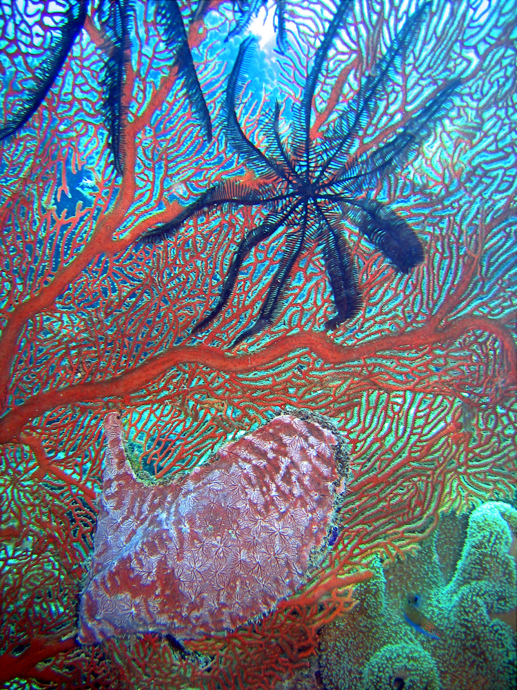 Close up of a large red gorgonian at Le Passe S dive site in Mayotte, Africa