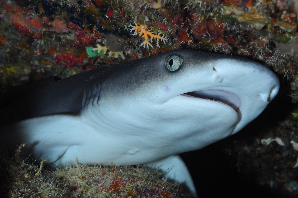 Young lemon shark hovers near the exit of a swim thru at the East Bay dive site near Fahal Island, Oman