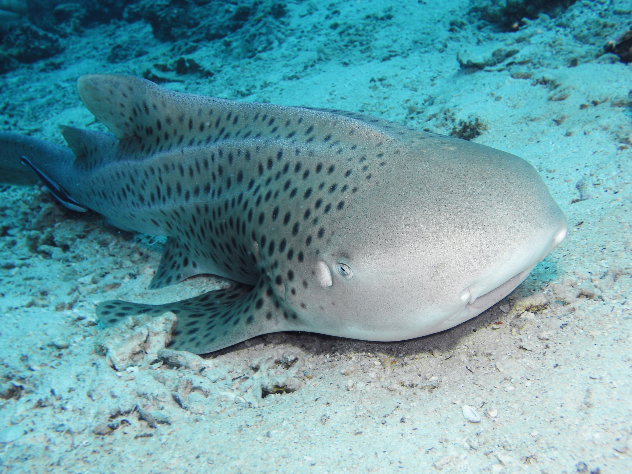 Vuna Reef in Fiji's Taveuni is home to leopard shark that loves to nap at the sandy bottom of The Stairs Dive Site