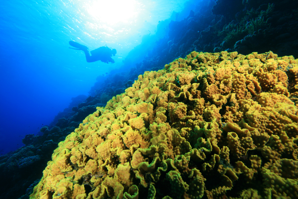 Diver explores the pristine leaf coral gardens that line the reef at Bev's Garden dive site on Glover's Reef Atoll in Belize