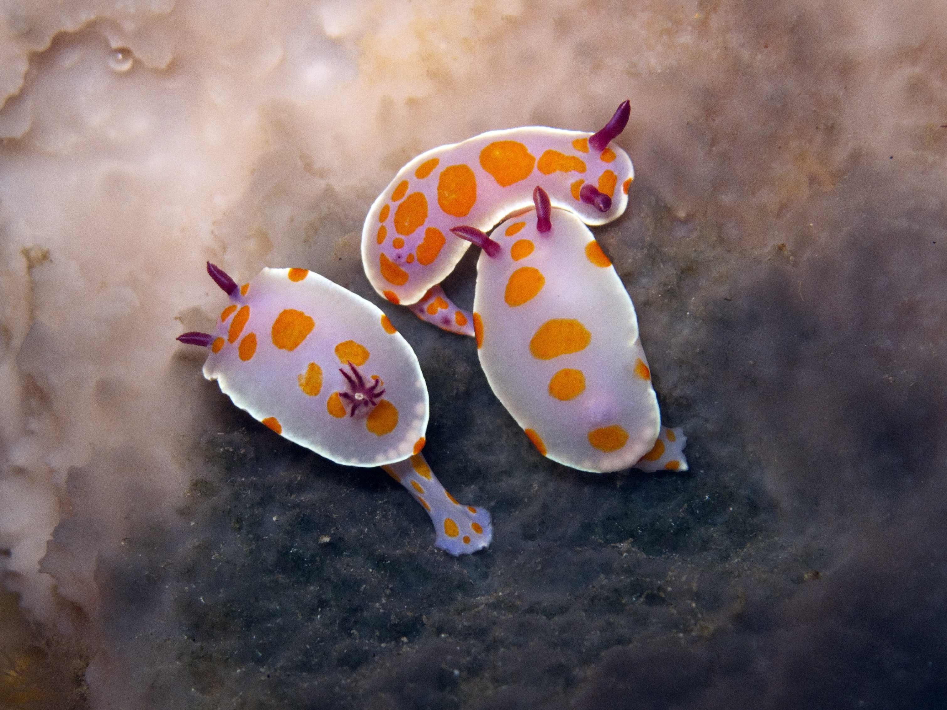 Rare nudibranchs, lotella rhacinus, make their home among Bernie's Cave dive site in New Zealand's Poor Knights Islands Marine Park
