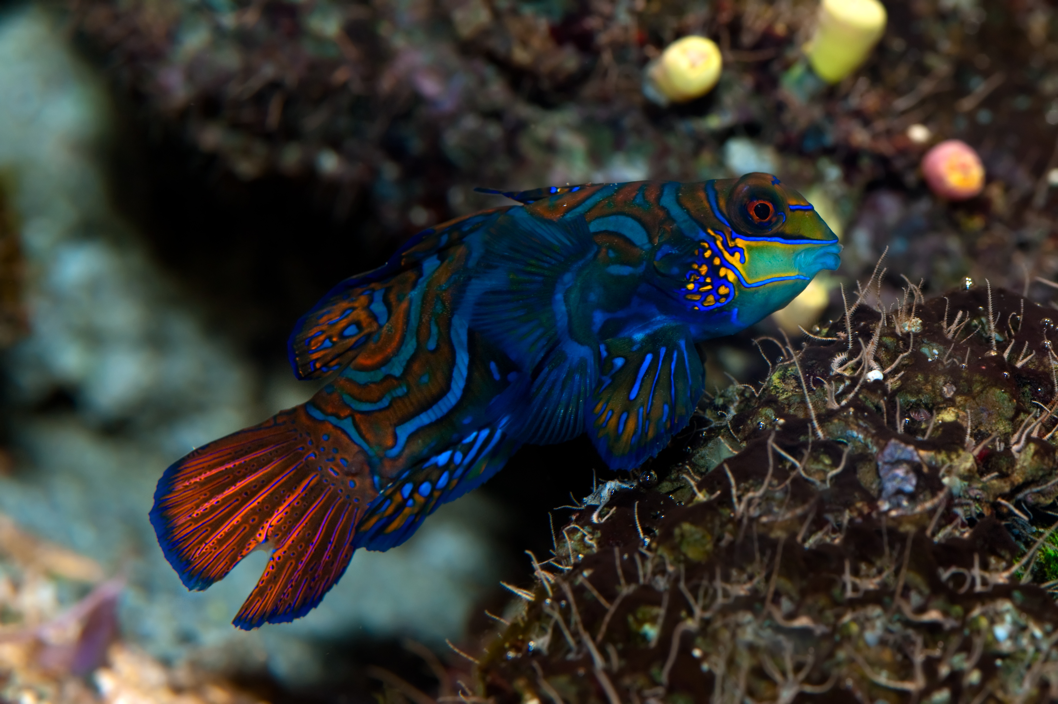 Unique,bright, and colorful mandarinfish swims about the waters that surround Tufi Wharf House Reef dive site in Papua New Guinea