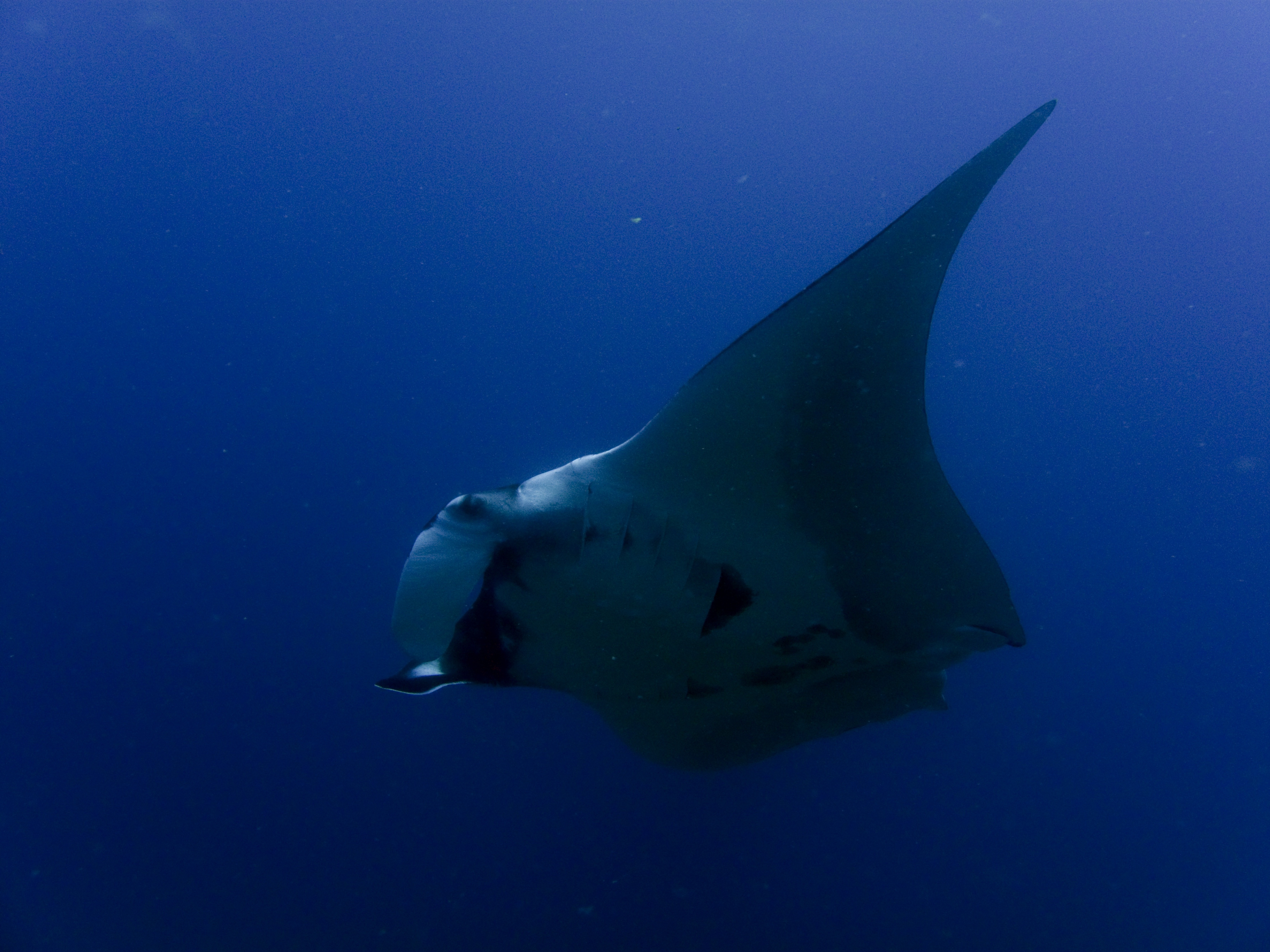 Manta ray swims through the waters surrounding Manta Reef dive site feeding on plankton