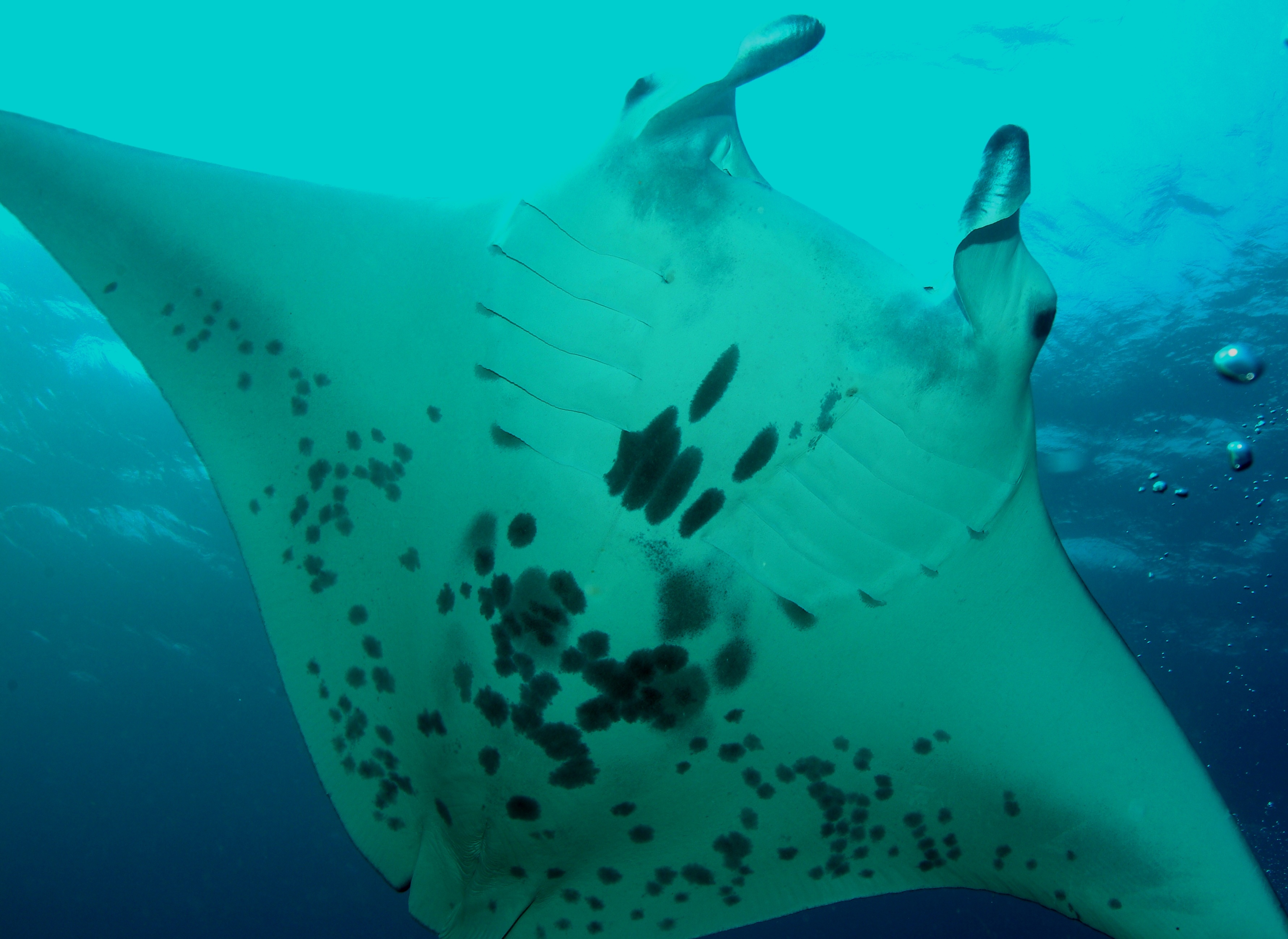 Manta ray swims around divers on his way to the cleaning station at Manta Reef dive site in Mozambiquie providing divers with exceptional photo opps