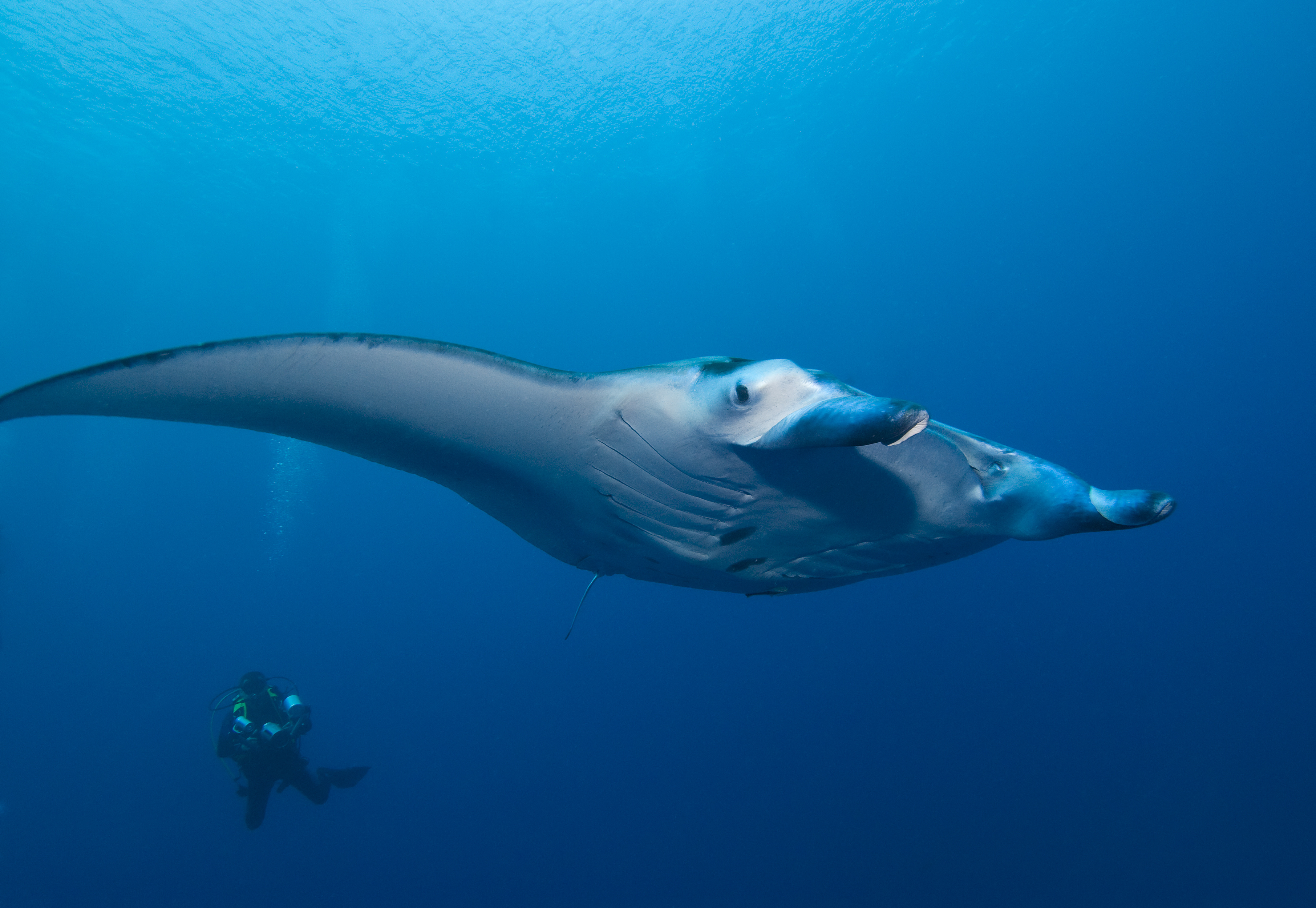 Scuba diver encounters large manta ray at Banco Princesa Alice dive site in Portugal's Azores Islands