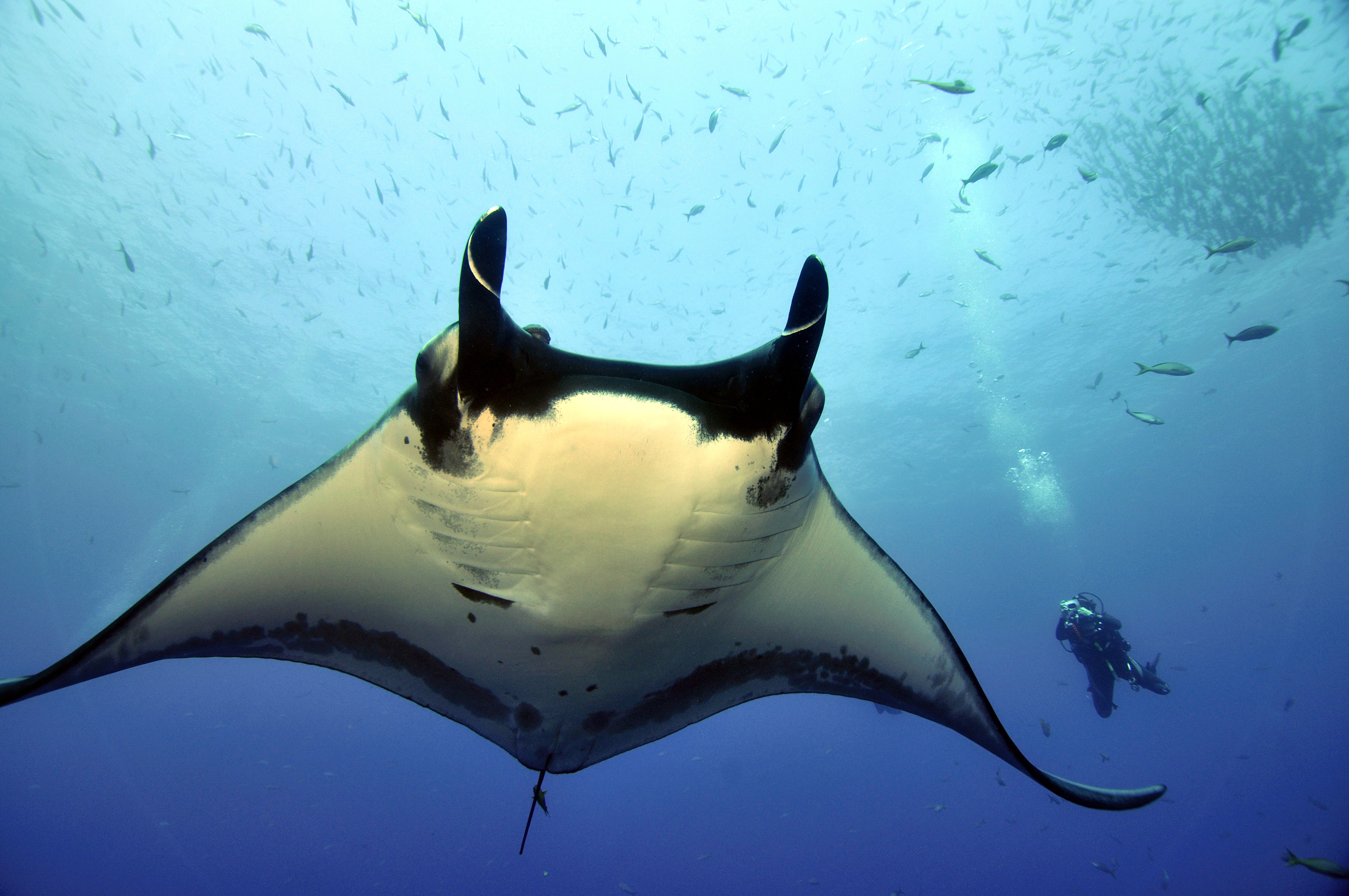 Large manta ray poses for diver photos as another diver looks on in the distance at Los Arcos dive site in Puerto Vallarta, Mexico