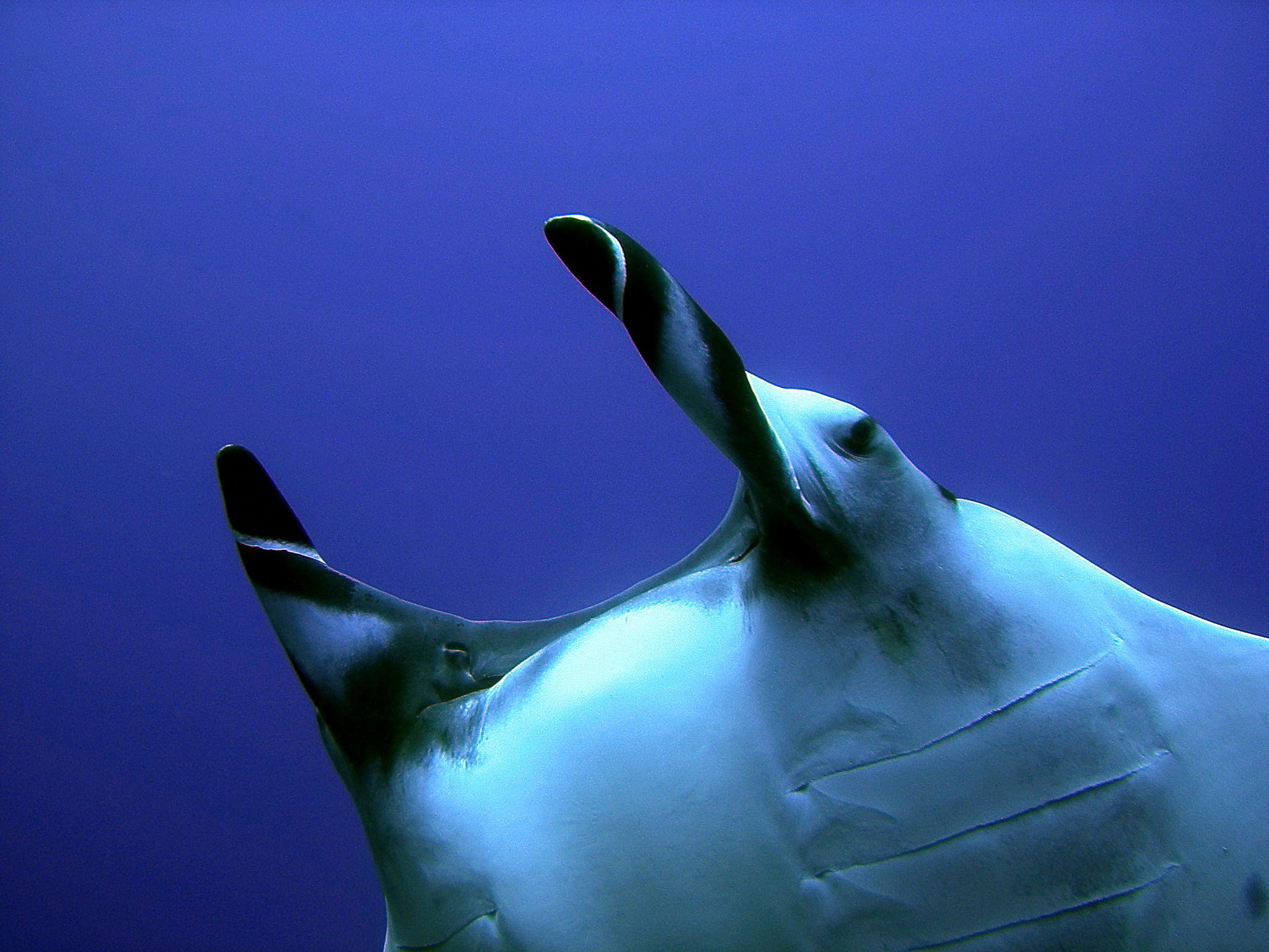 Large manta ray swims through the waters surrounding the Gina dive site in Japan's Kerama Islands looking for plankton