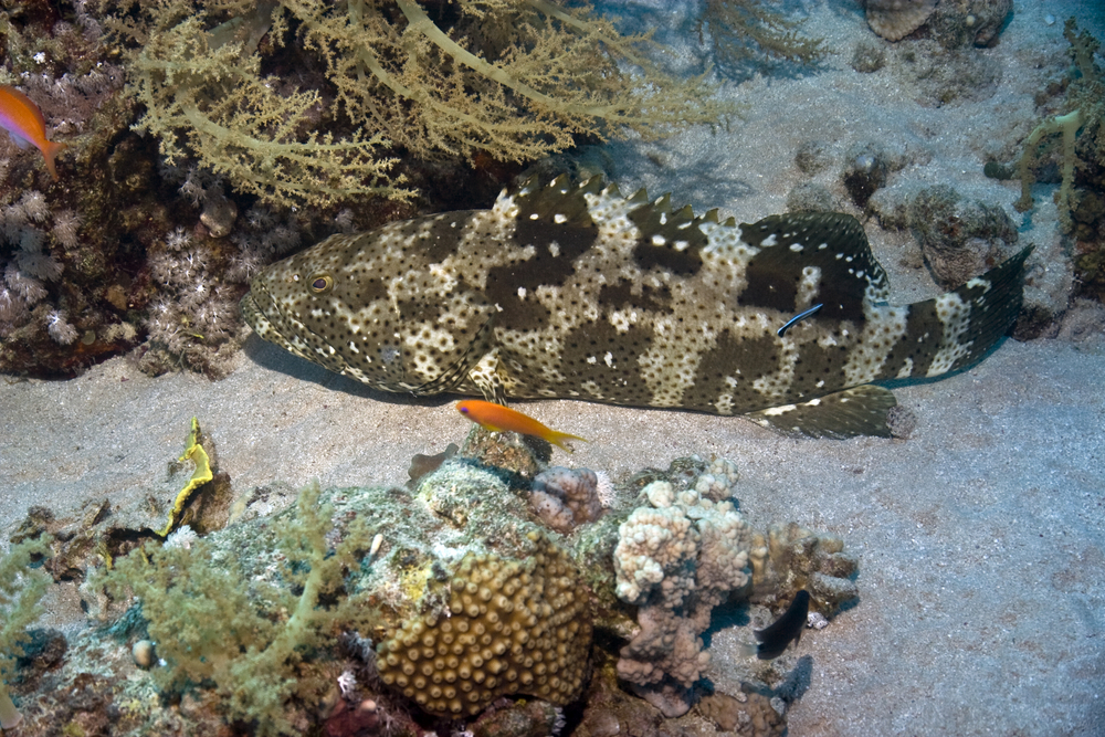 South Male Atoll in the Maldives is a drawing card for marbled groupers who love to hang out among the coral structures along the sandy bottom of Embudhu Canyon dive site
