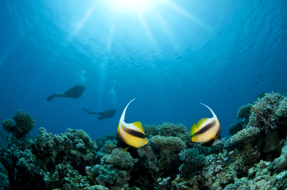 A sunburst adds even more brightness to a pair of Moorish Idols at the Eve's Garden dive site in Miri on the island of Borneo in Malaysia