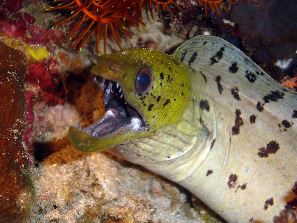 Spotted moray eel with its mouth wide open poses for diver photos along the wall of the Lighthouse dive site at Pula Reef in Istria, Croatia