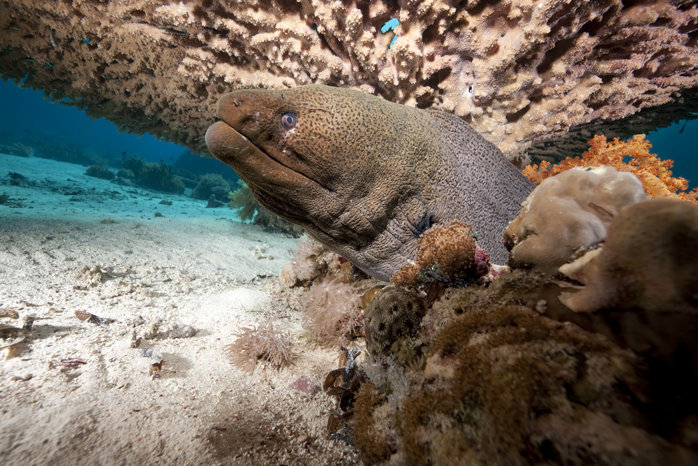 Moray eel seeks cover along the sandy bottom among the coral at Boulari Pass in Amadee Island, New Caledonia