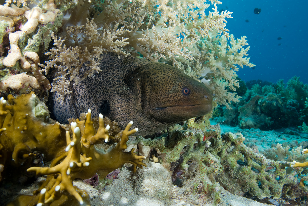 Moray eel hides behind the rock and coral structures found along the sandy bottom of the Golden Chimney dive site along Soso Passage in Fiji's Kadavu Island