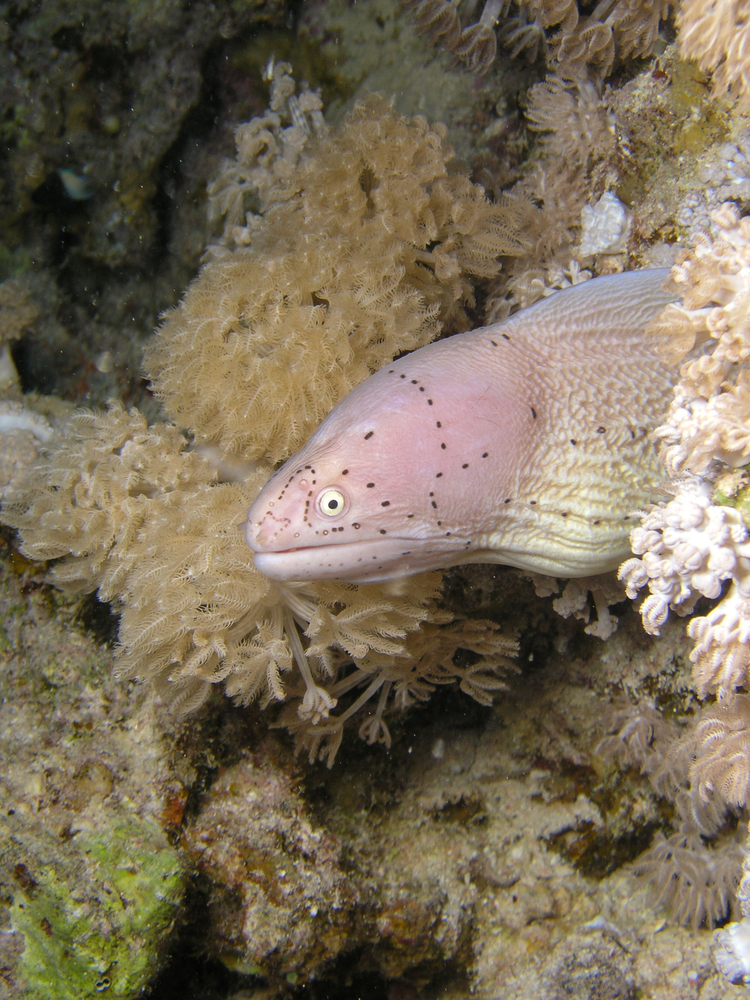 Bright white moray eel with black markings swims among the corals that surround the Capua Wreck in Trapani, Italy