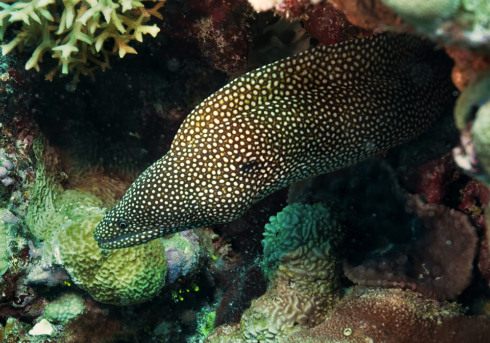 Black and white spotted moray eel comes out of hiding at Durey's Dream Pipe dive site on Three Kings Islands, New Zealand