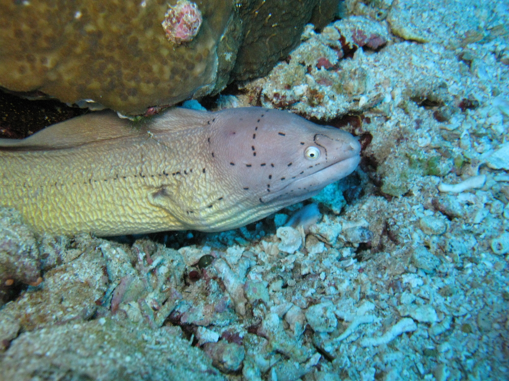 Moray eel explores the coral structures found at Blue Coral dive site in Jordan's Aqaba