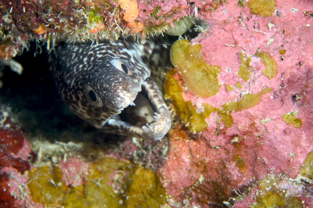 White and black spotted moray eel peers out of a coral encrusted hole at Los Arcos dive site in Playa Del Carmen, Mexico