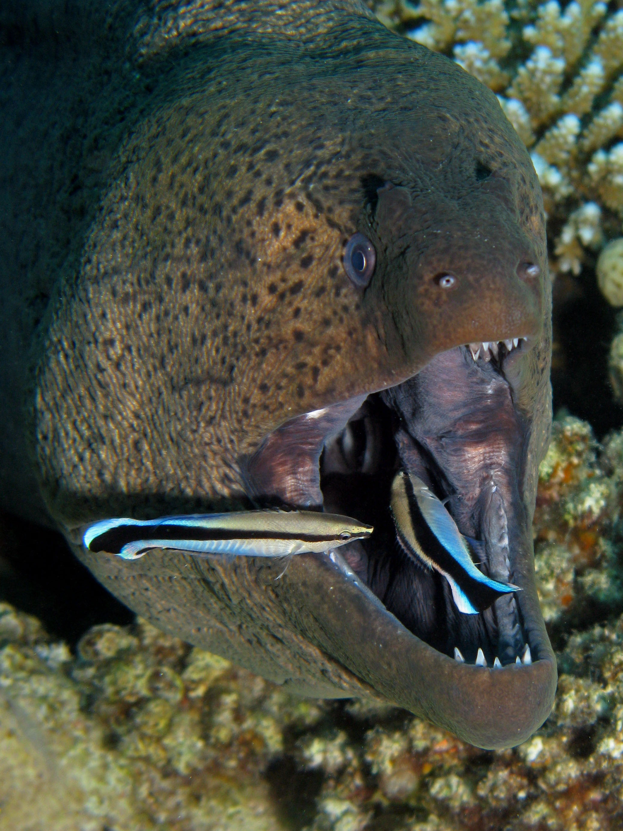 A moray eel peers out from rocky coral structures and is examined by small reef fish