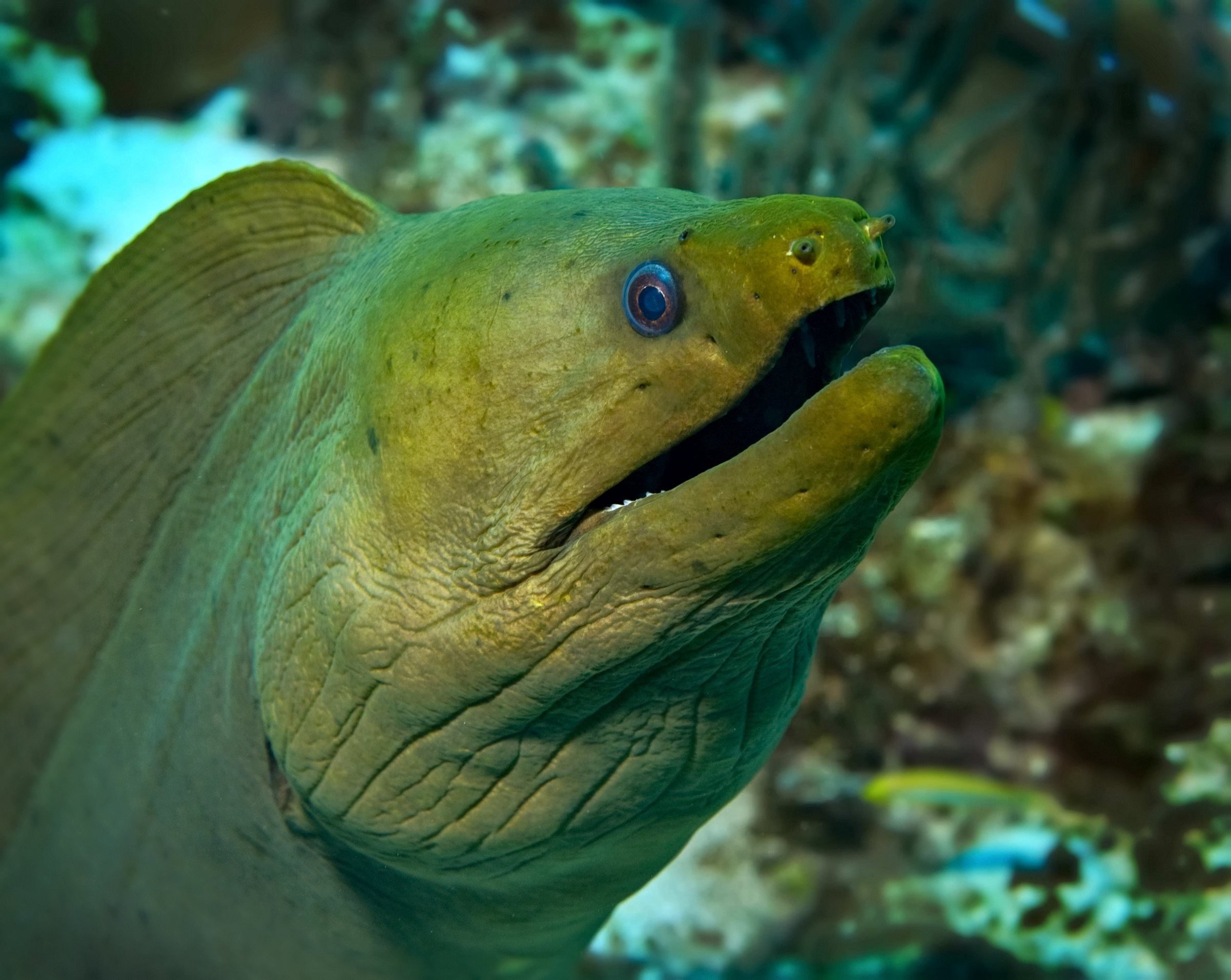 Green moray eel with its mouth open poses for diver photos at the Kennedy dive site in Saint Thomas, U.S. Virgin Islands