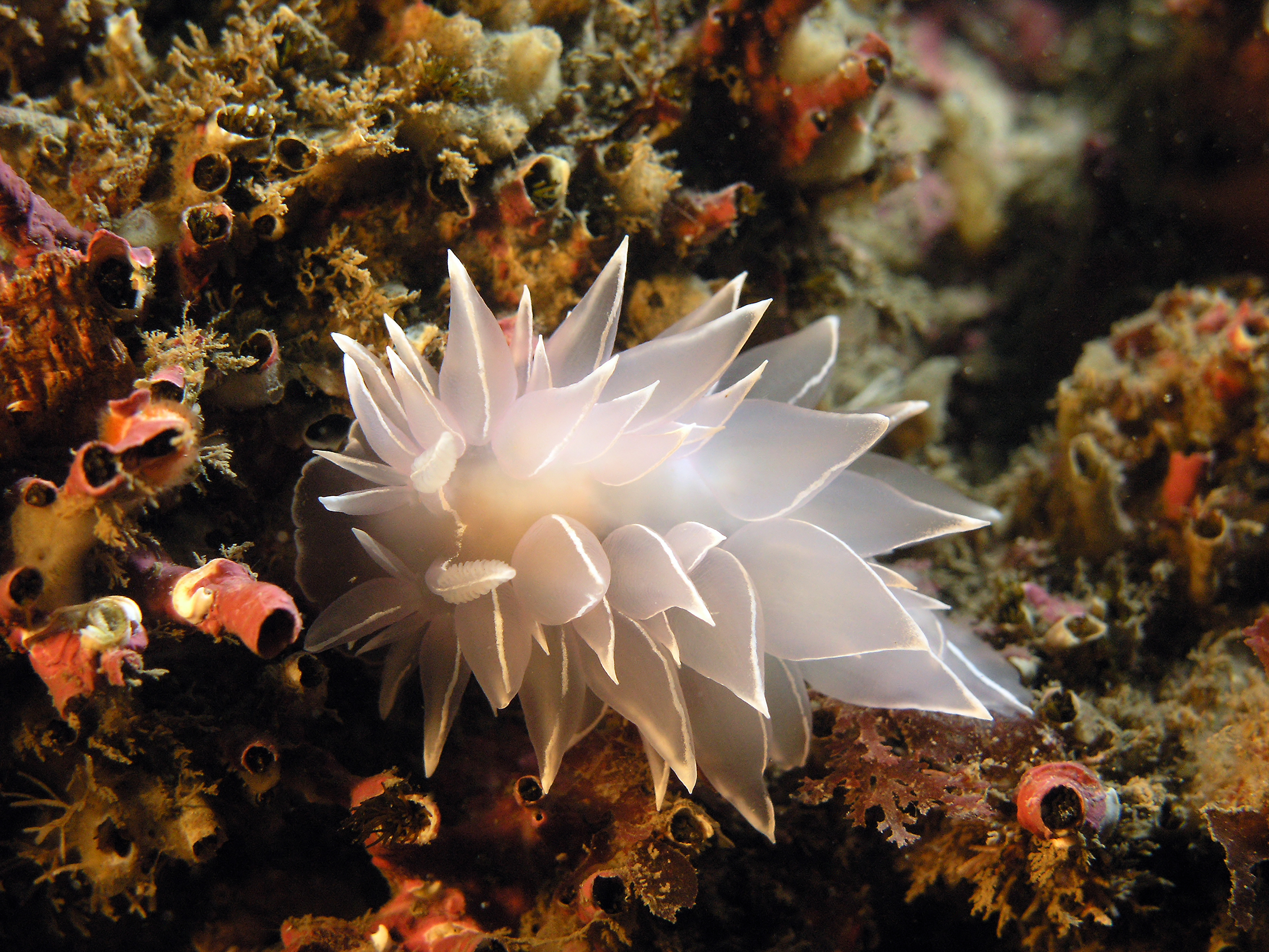 Bright white nudibranch moves along structures found on Canada's Arbutus Island