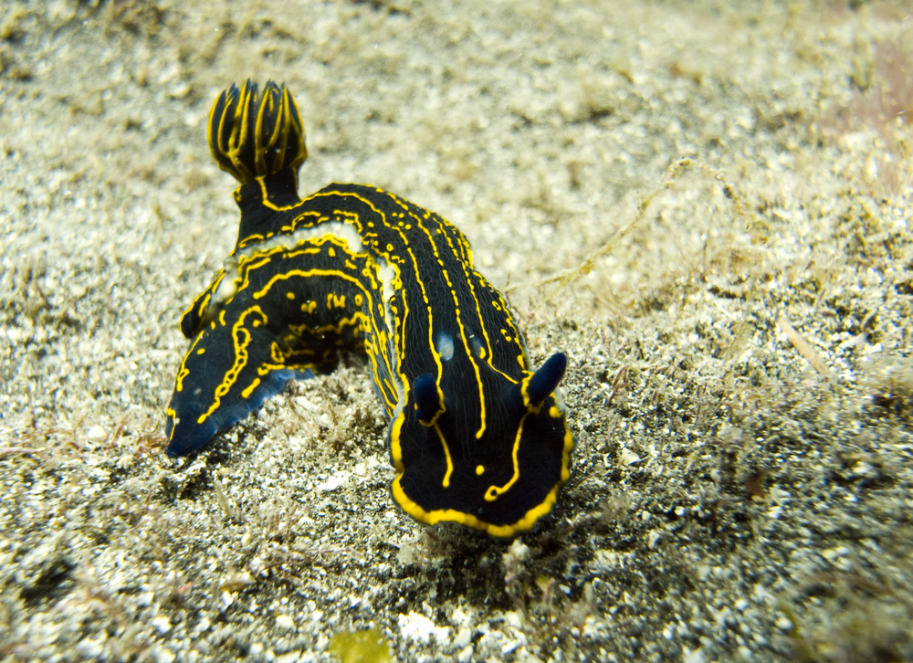 A black nudibranch with bright yellow marking moves slowly along the sandy bottom in the shallows of Agia Vaso in Greece's Channel of Trikeri