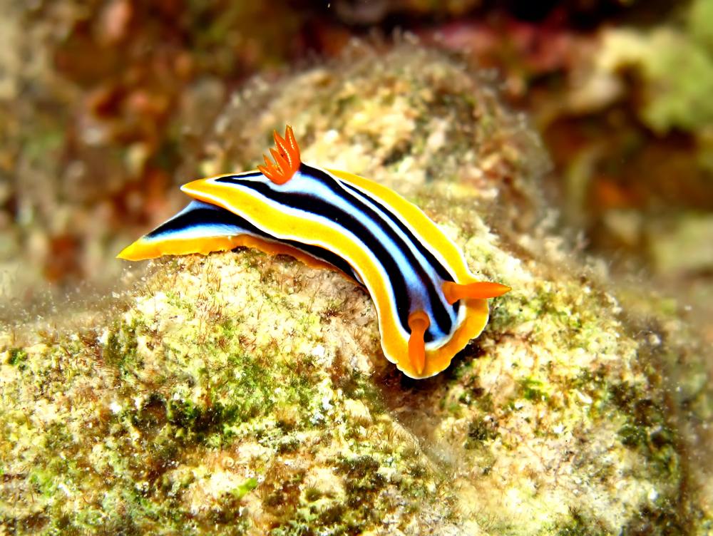 Black, orange, yellow, and blue nudibranch stretches its body across the coral structures at Giraffe Lookout dive site in Koh Tang, Cambodia