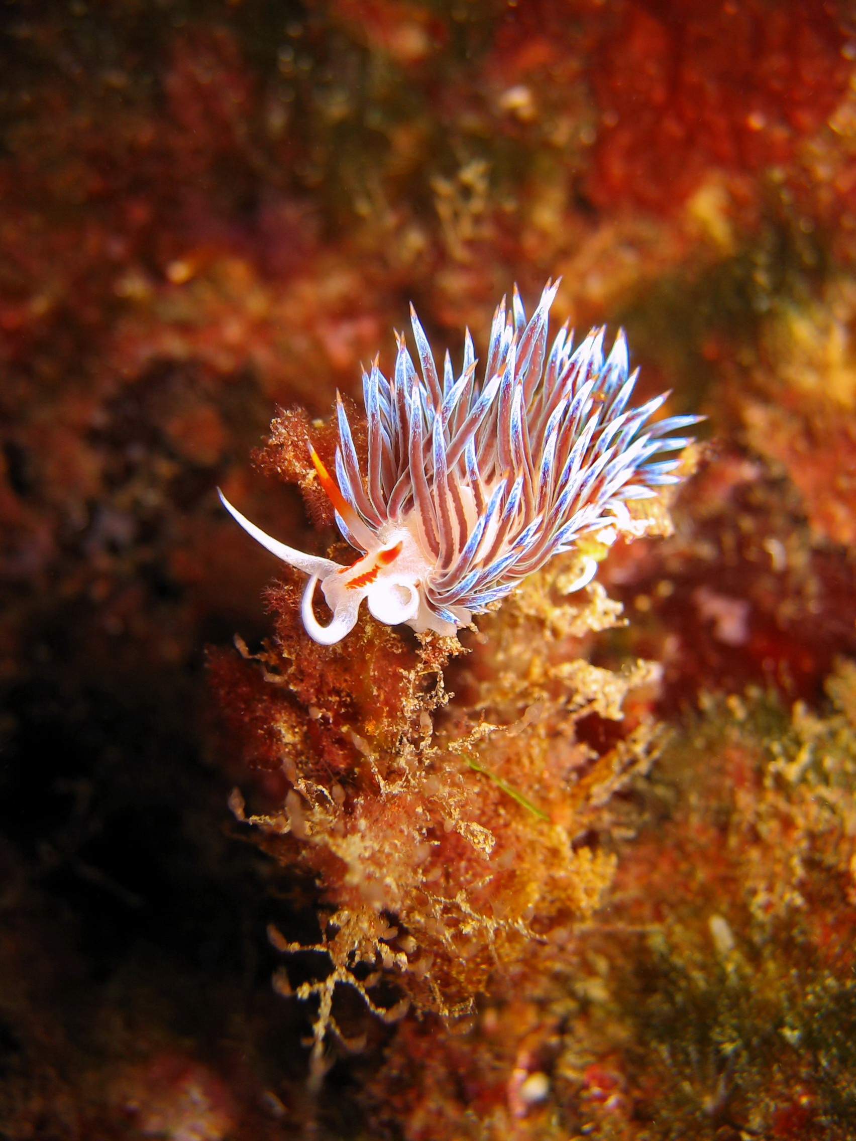 Nudibranch at Seven Sisters Dive Site in Gibraltar makes its way among the colorful coral structures that line the seven pinnacles here