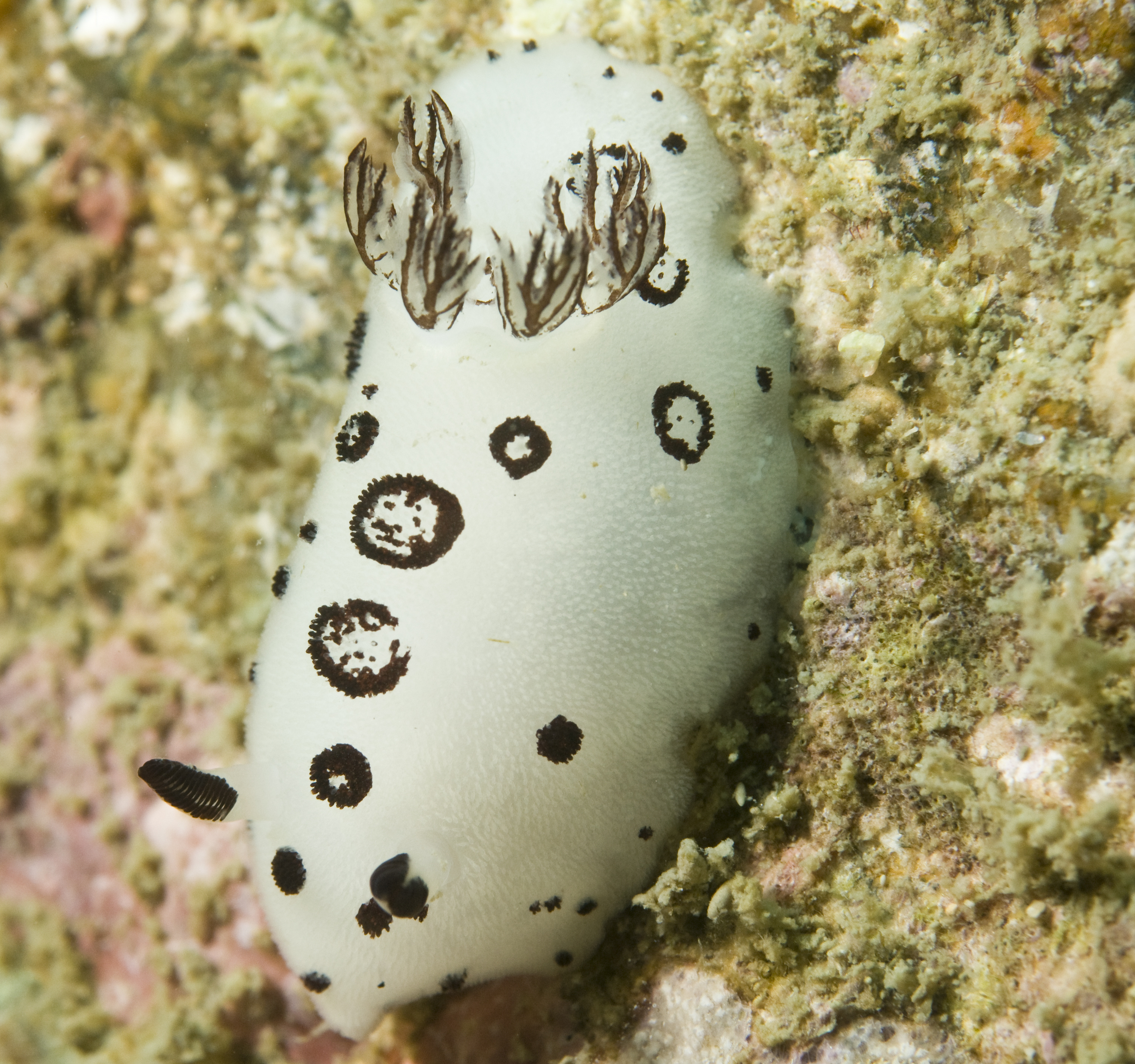 Jorunna funebris nudibranch with white and brown coloring makes its way along the coral structures found at Nudibranch Heaven dive site in Cambodia's, Koh Rong Samloem