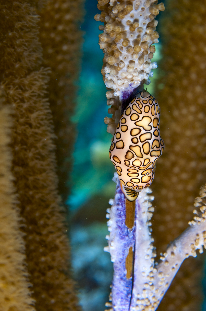 Nudibranch rests on purple coral structures at the Tackle Box dive site in Ambergris Caye, Belize