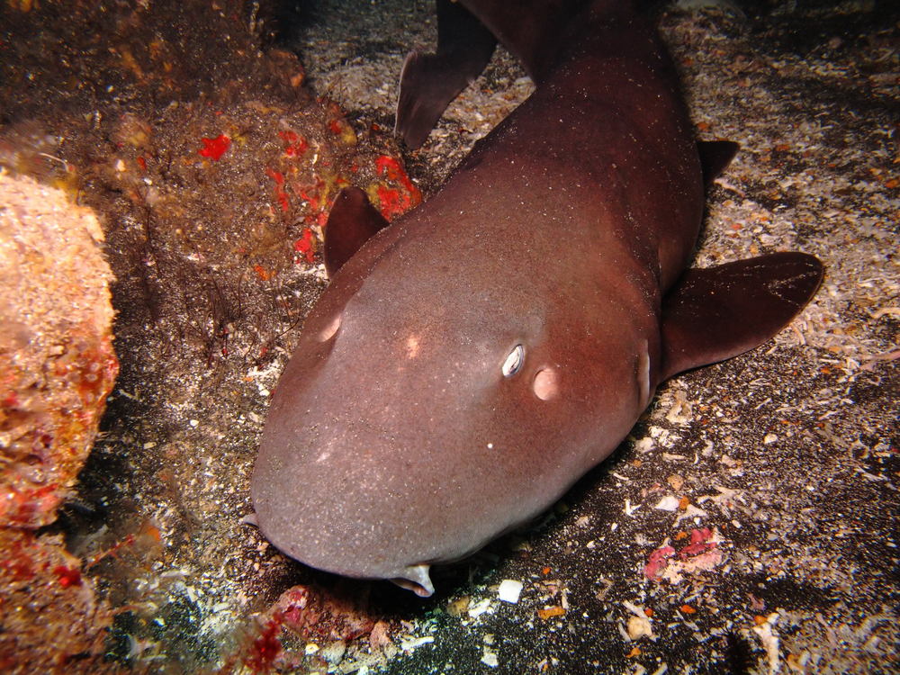 Nurse shark rests along the sandy bottom of The Chimney dive site in Antigua's Cades Reef watching the colorful corals and fishes pass by