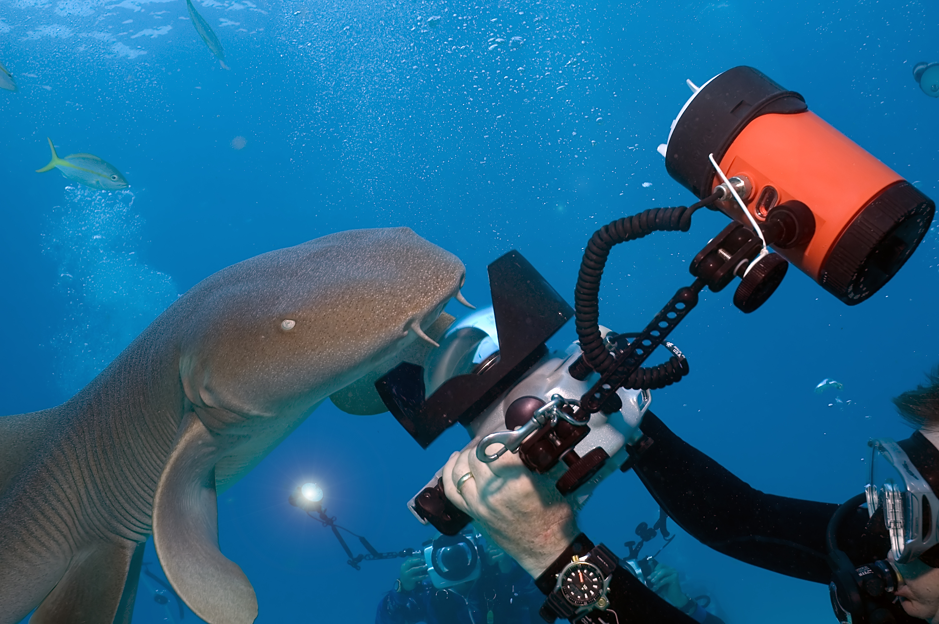 Underwater photographer snaps photos as a nurse shark investigates his gear