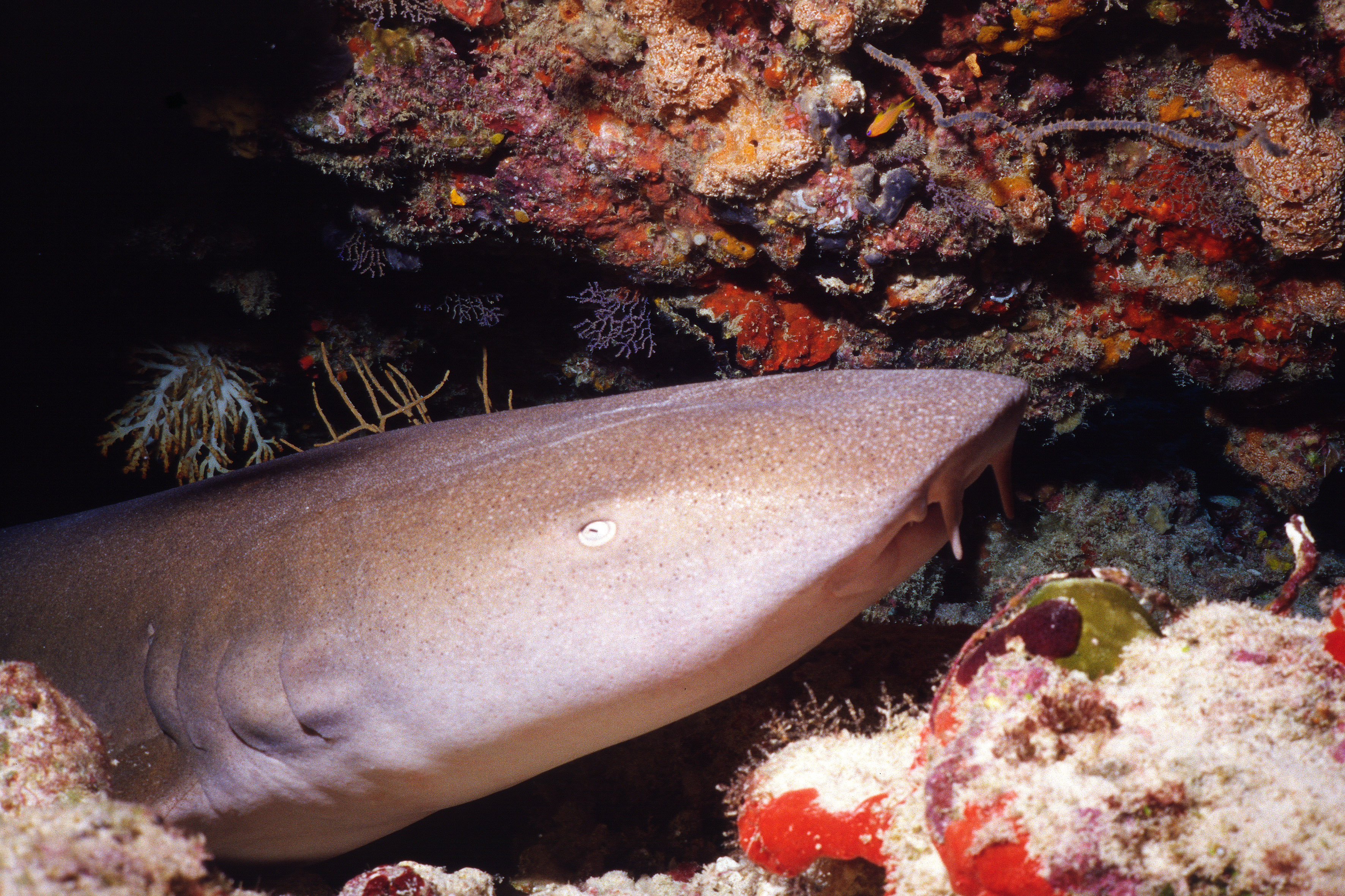 Nurse shark rests among the brightly colored coral structures just outside the Throne Room dive site in Jamaica