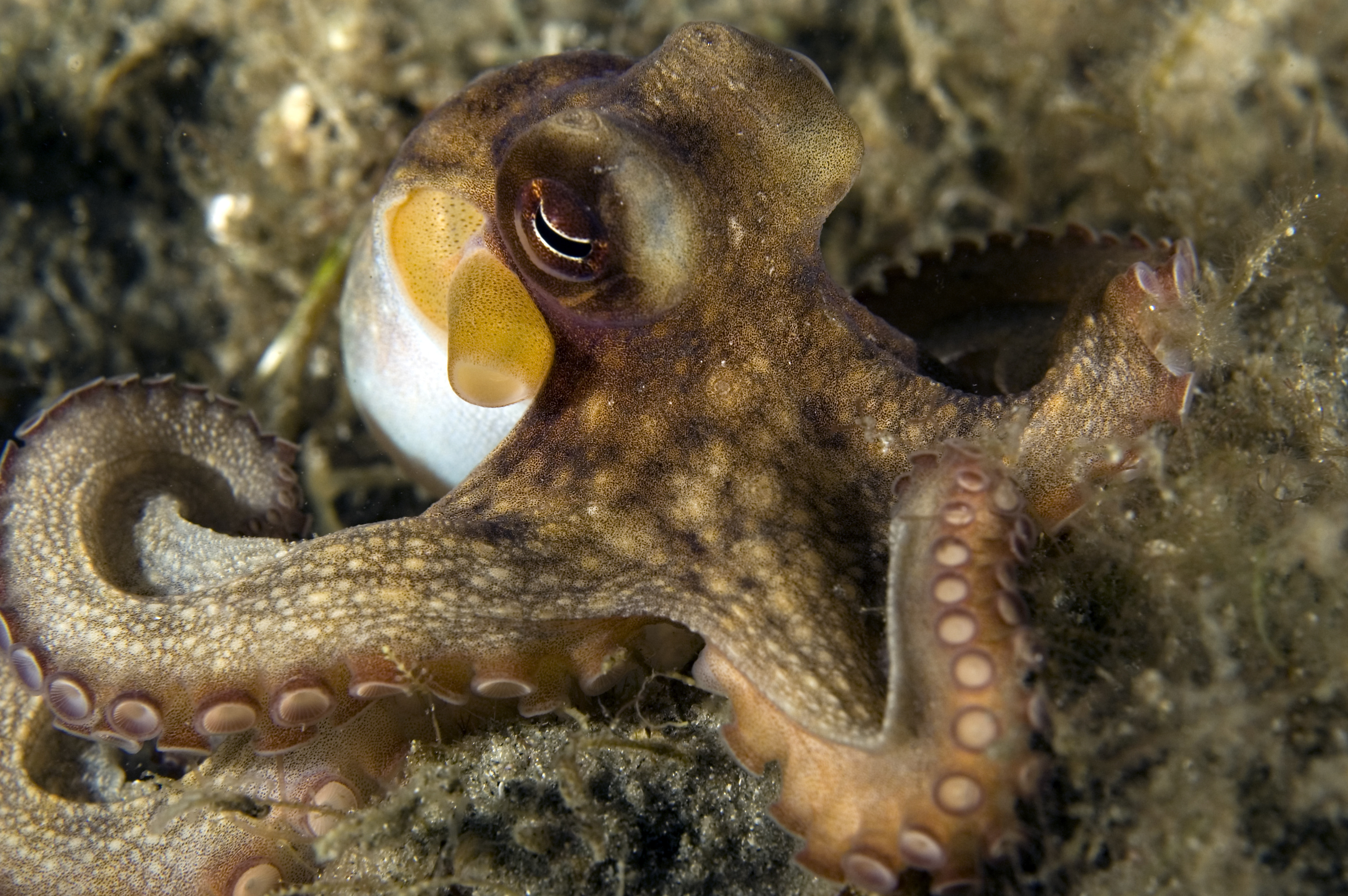 Octopus blends in with the surroundings at Calaba's Reef at Divi Flamingo Resort in Bonaire