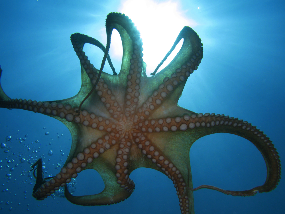 The bottom of an octopus with the sun shining through the waters above him on Octopus Island in Mykonos, Greece