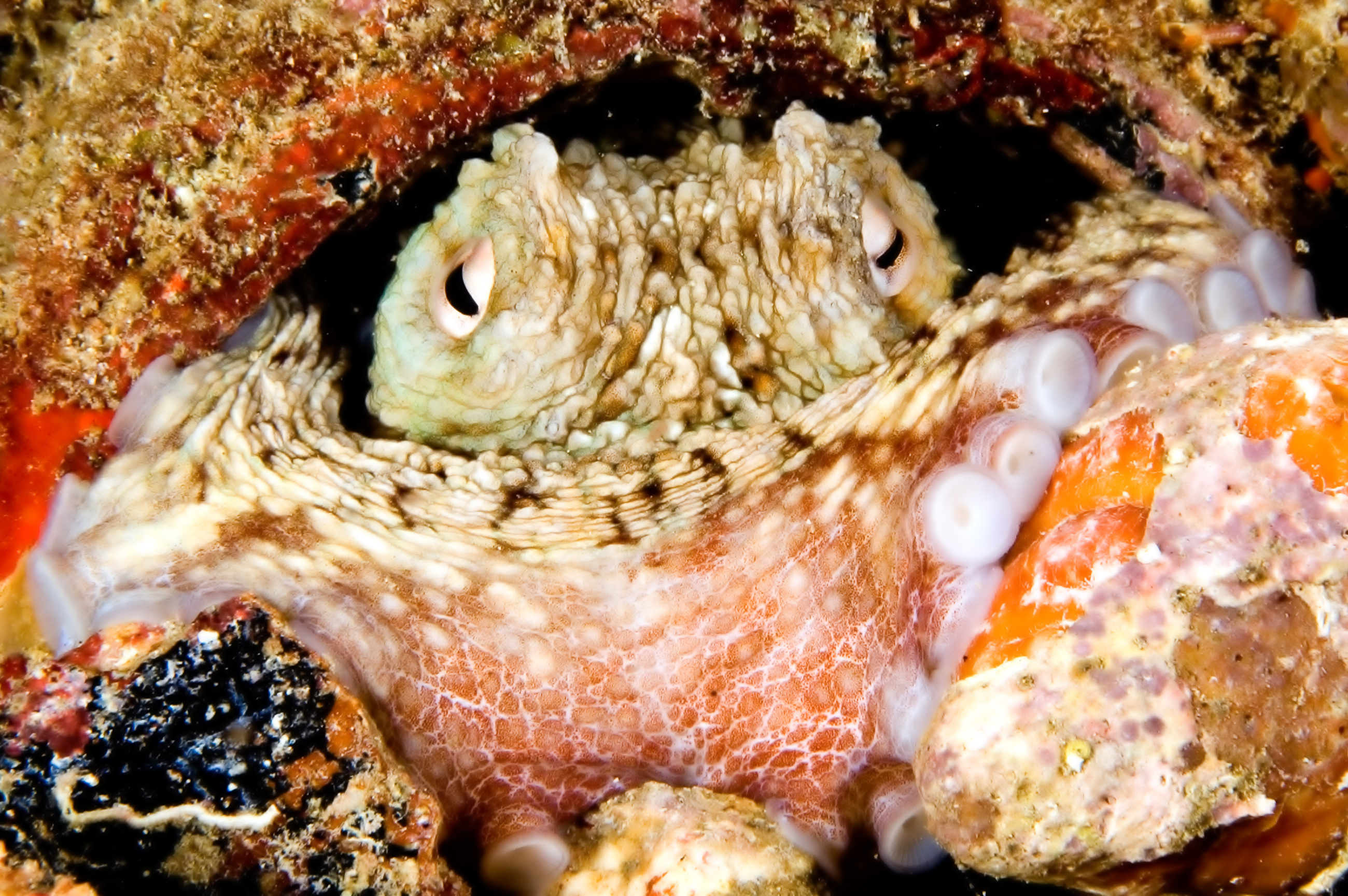 An octopus takes cover among the rocks and camouflages himself to match the colors of the corals at Schooner Rocks dive site in Bay of Plenty, New Zeland