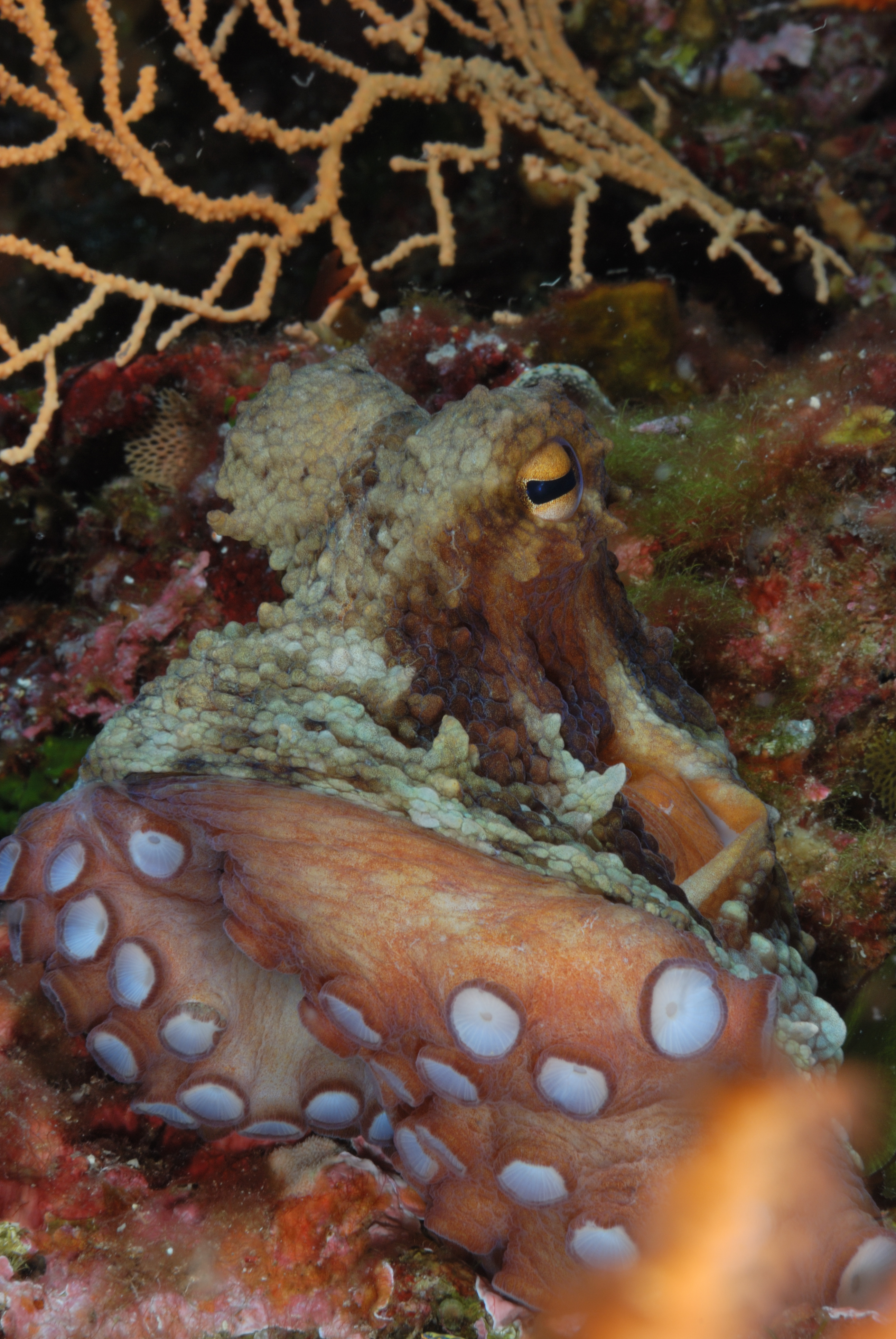Well camouflaged octopus seeks shelter among the corals lining the New Wreck in Antalya, Turkey
