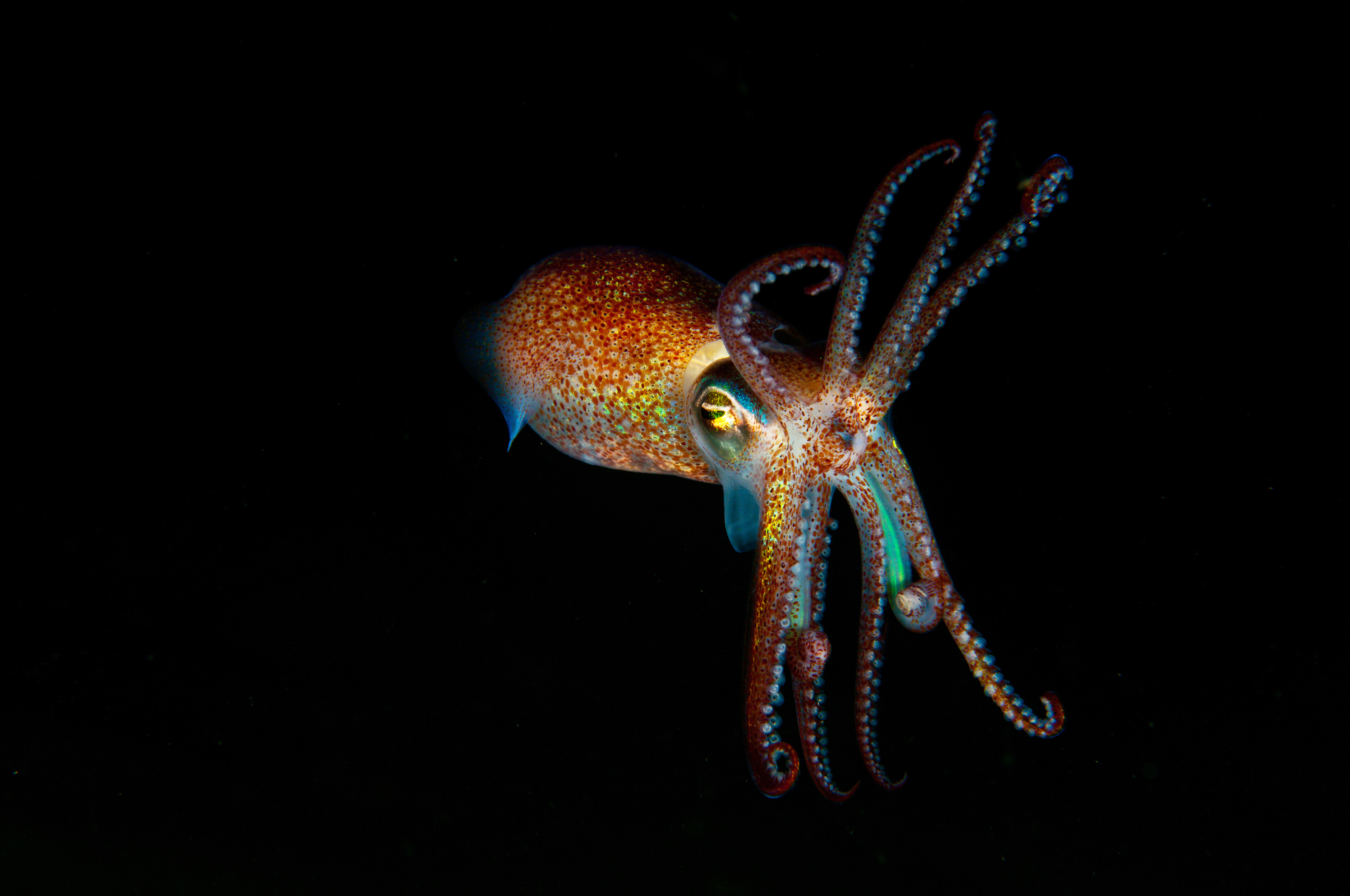 Macro shot of an octopus while night diving at Riou Archipelago&#039;s Maire Strait