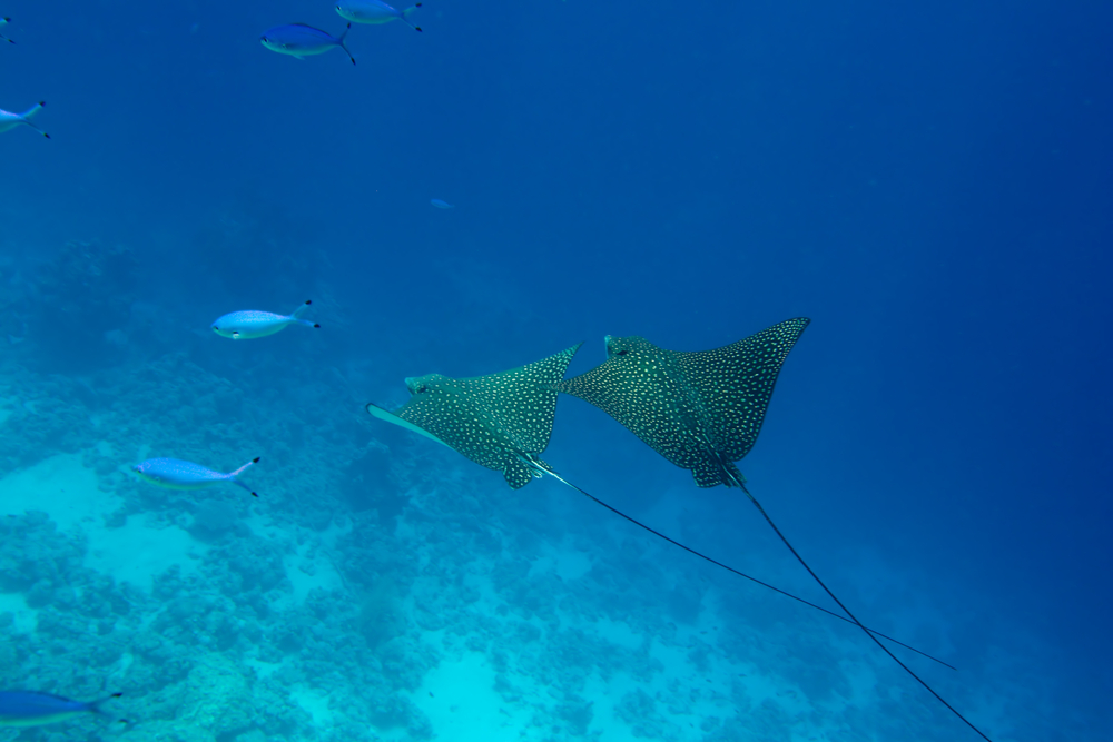 A pair of eagle rays swim along the outskirts of the stingray wreck at Los Chuchos dive site on Tenerife in the Canary Islands