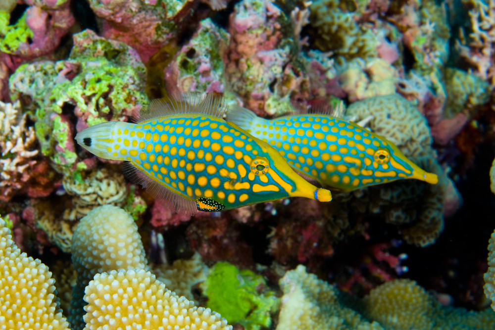A pair of filefish add more color to the already vibrant backdrop at the Visibles Dive Site in the British Virgin Islands&#039; Dog Islands