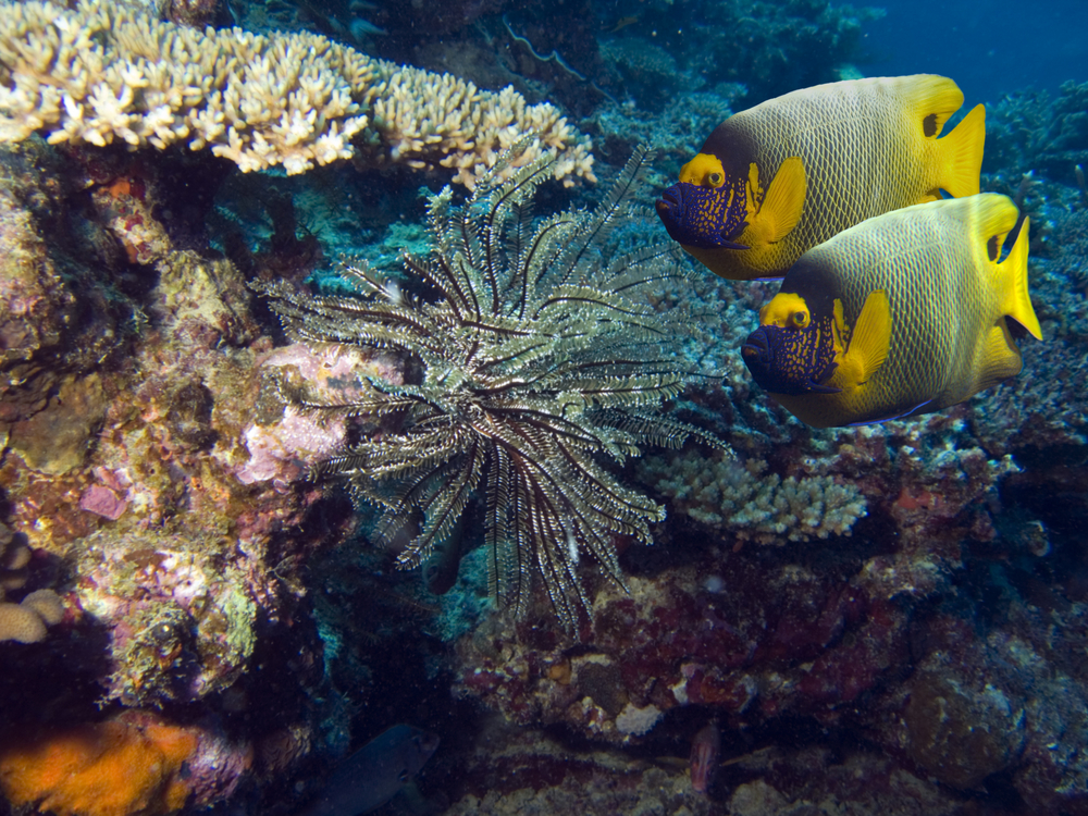 Bulky Dump dive site on Midway Island is home to a pair of masked angelfish that love to explore the coral encrusted ledges that the site is known for