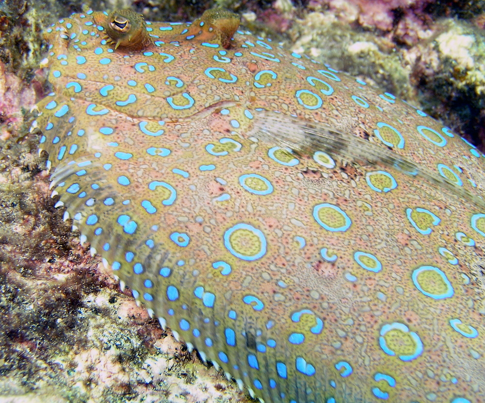 Peacock flounder swims on the outskirts of the Sayonara Wreck in Belize