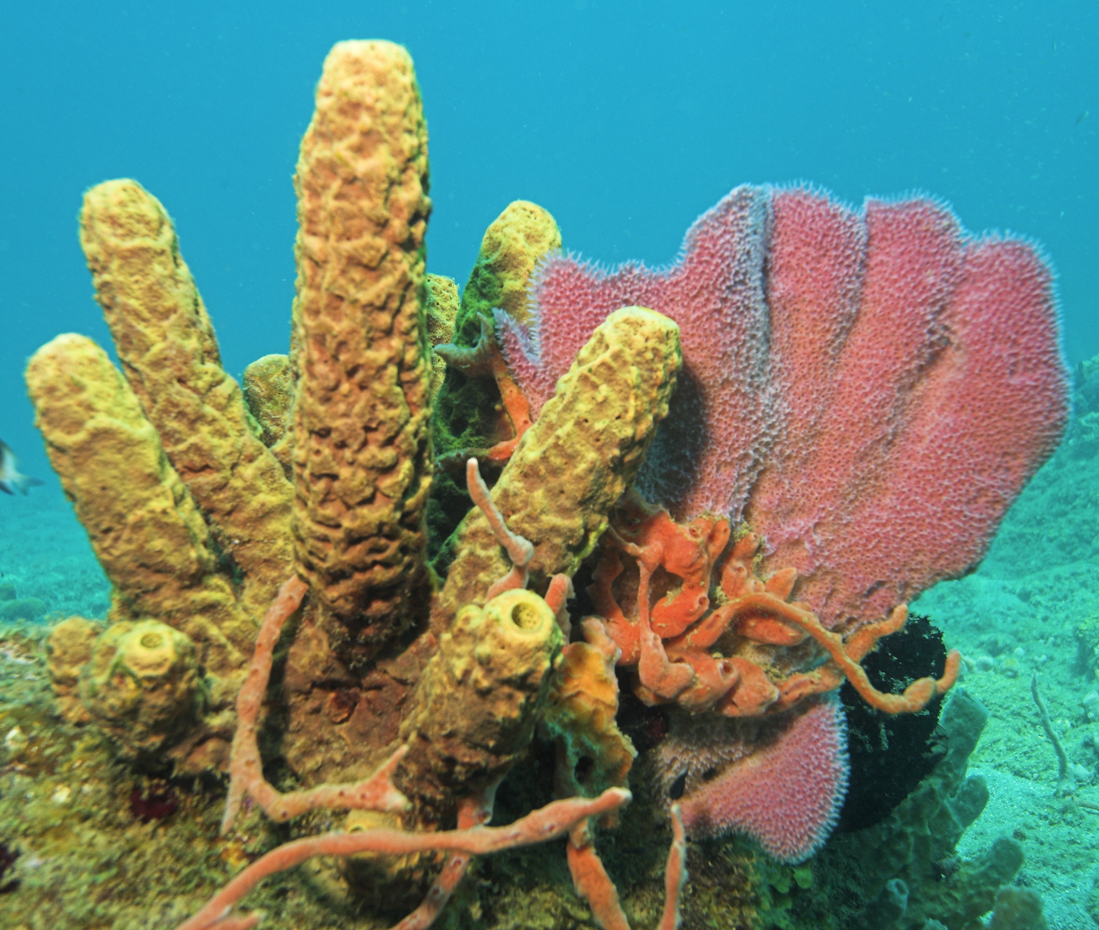 Vibrant yellow and pink sponges pepper the walls of a tunnel and the surrounding areas at sugar loaf dive site in the Caribbean waters of Saint Barths