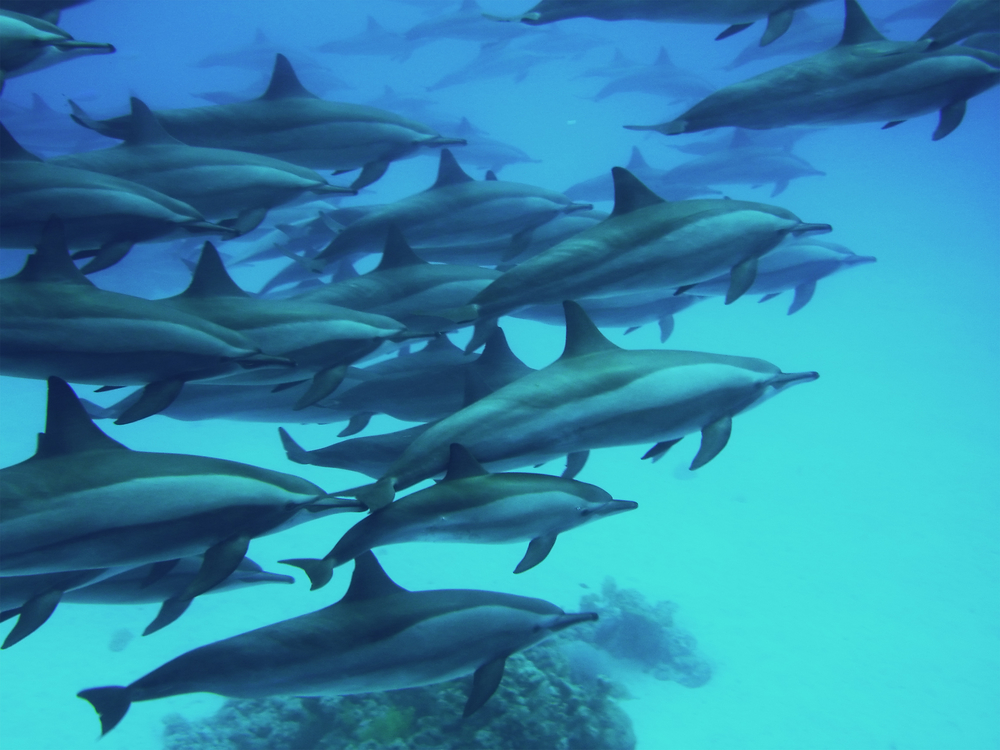 Pod of dolphins swim together in close quarters in the waters surrounding Clipperton Island