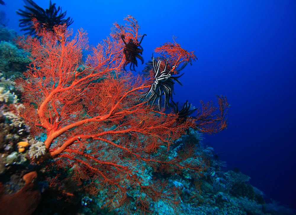 Bright red gorgonian extends from the coral encrusted wall at the Remaiolo Rock dive site in Italy's Elba