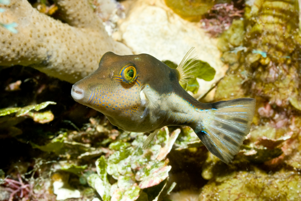 Curious fish explores the beautiful reef at the castle rock dive site in Victoria, Australia