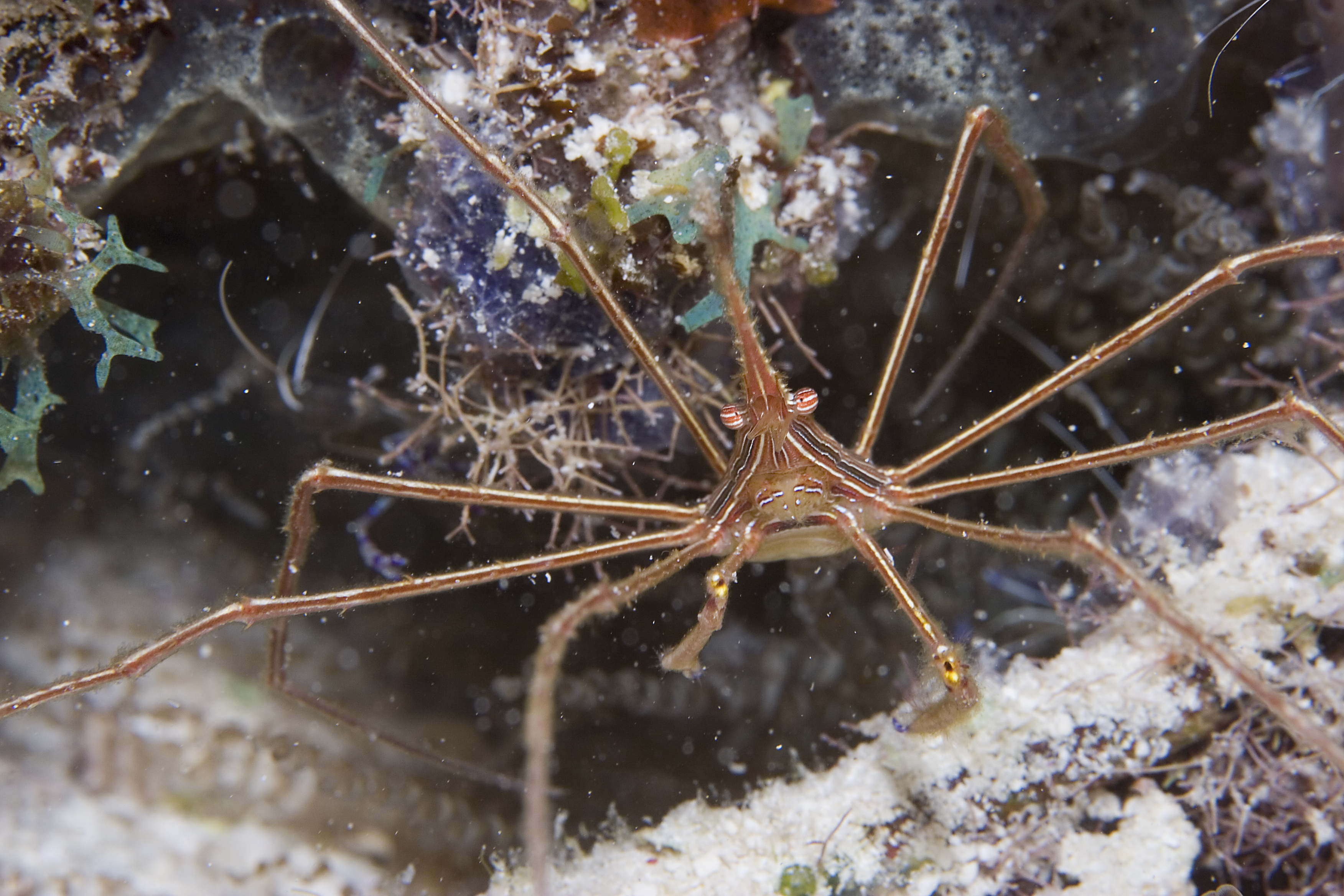 Anguilla's Oosterdiep Wreck provides shelter for its resident arrow crab as he rests in the warm Caribbean waters