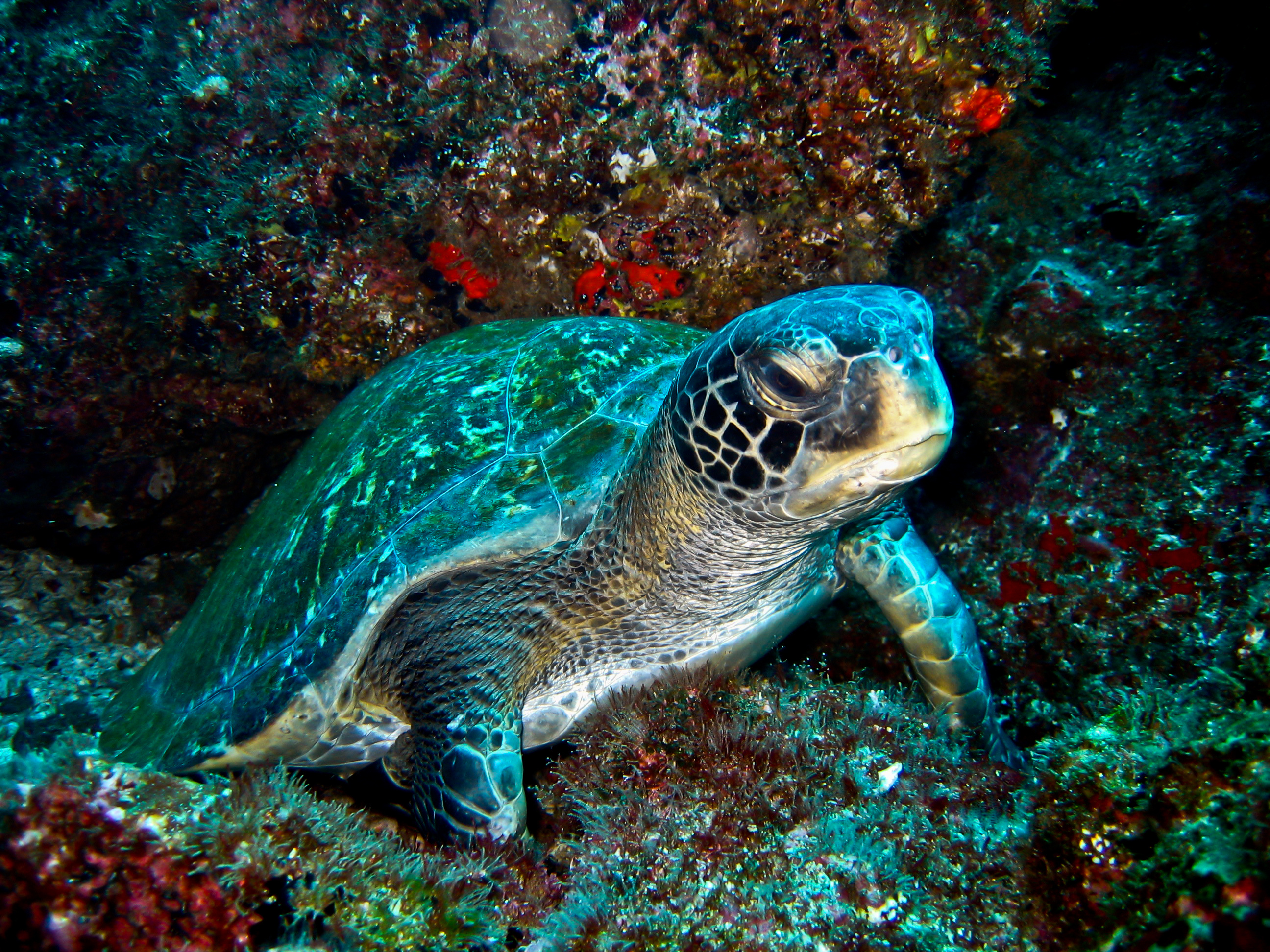 Barbados&#039; Dottins Reef dive site provides magnificent turtle encounters and excellent photo opps for divers
