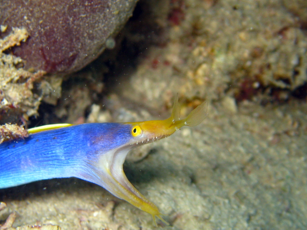Beautifully colored ribbon eel exploring The Morgue dive site on Christmas Island grins for diver as he takes underwater photograph