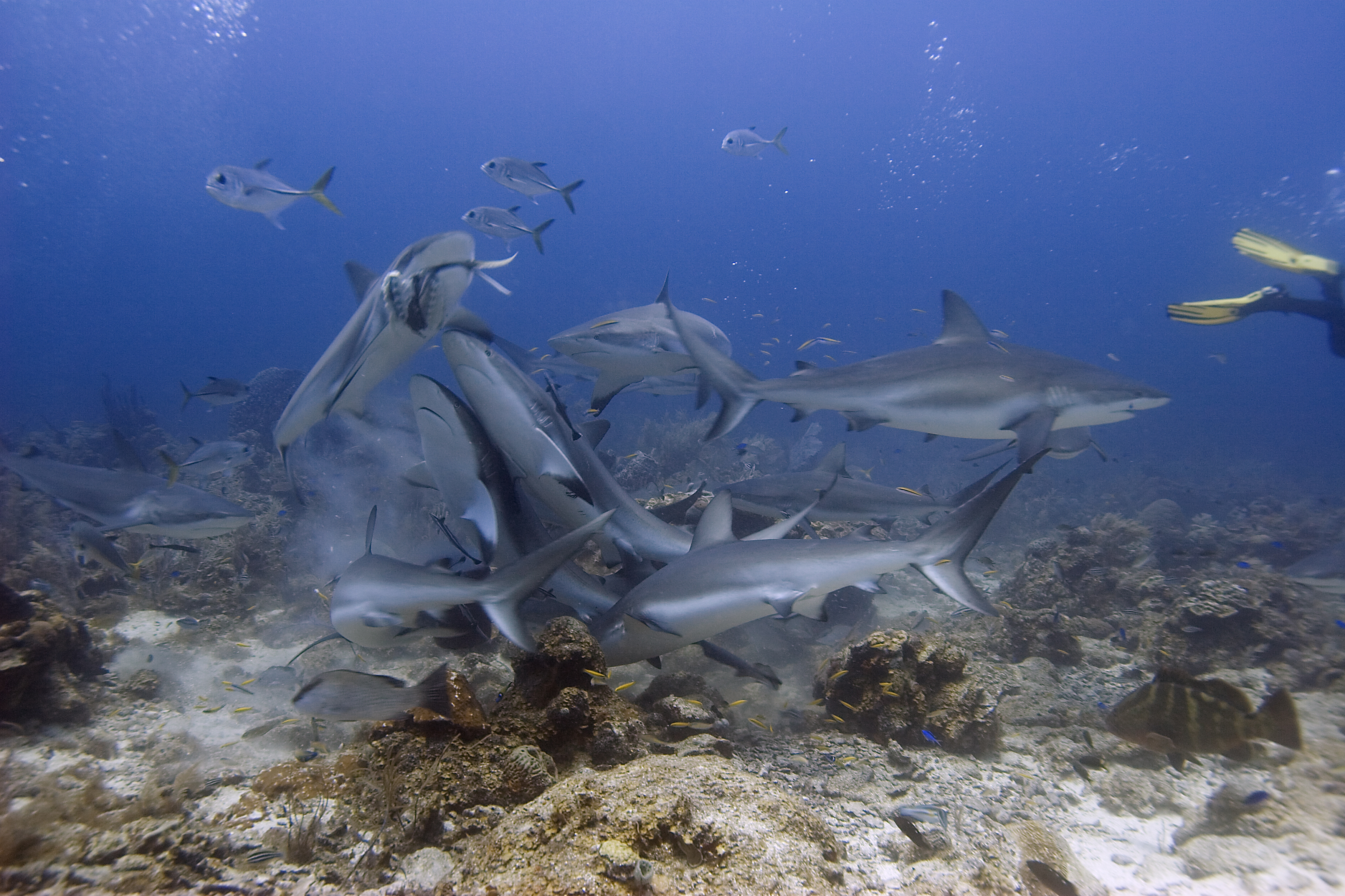 Large group of reef sharks feed on scraps given to them by divers at the Face To Face dive site in Roatan, Honduras